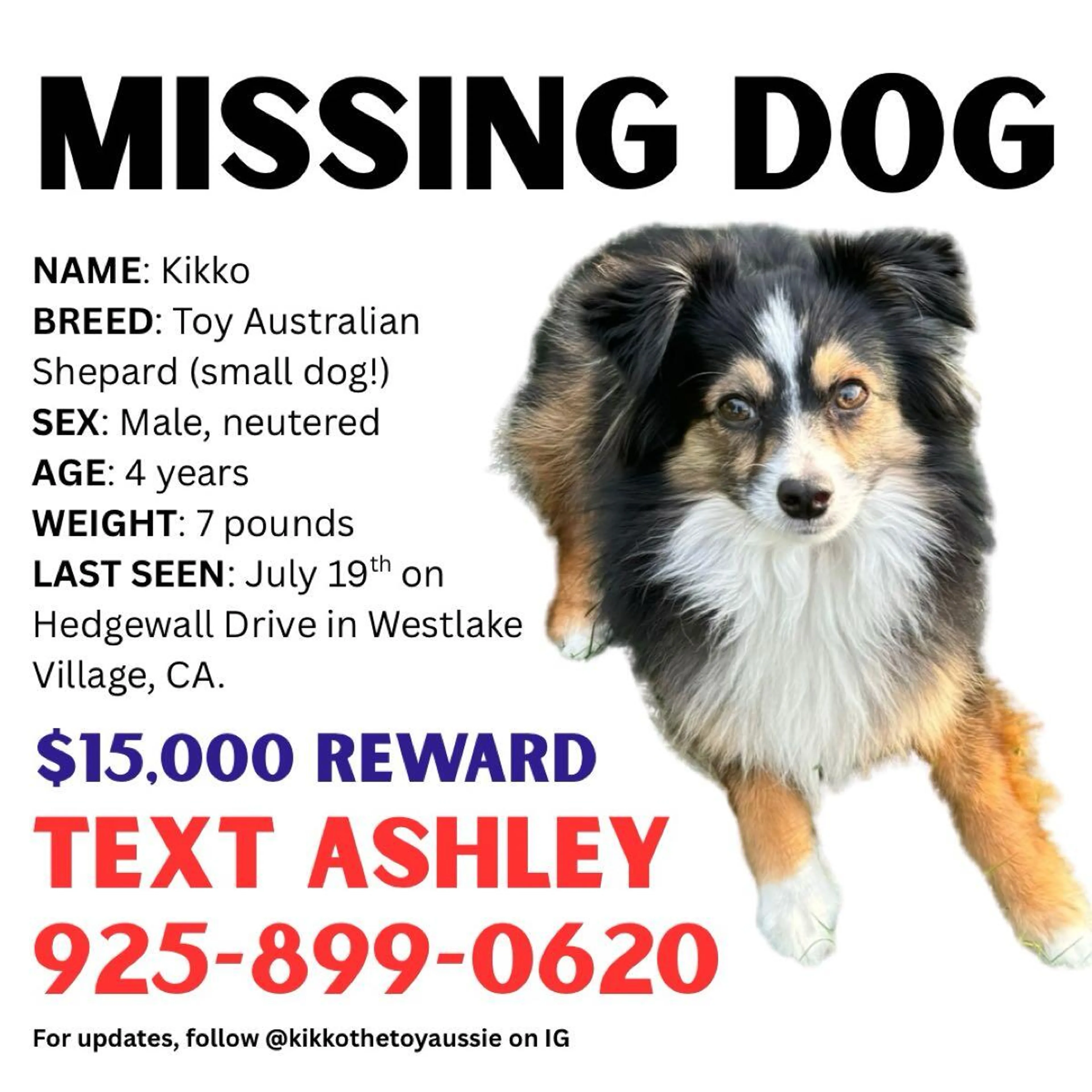 Lost pet
