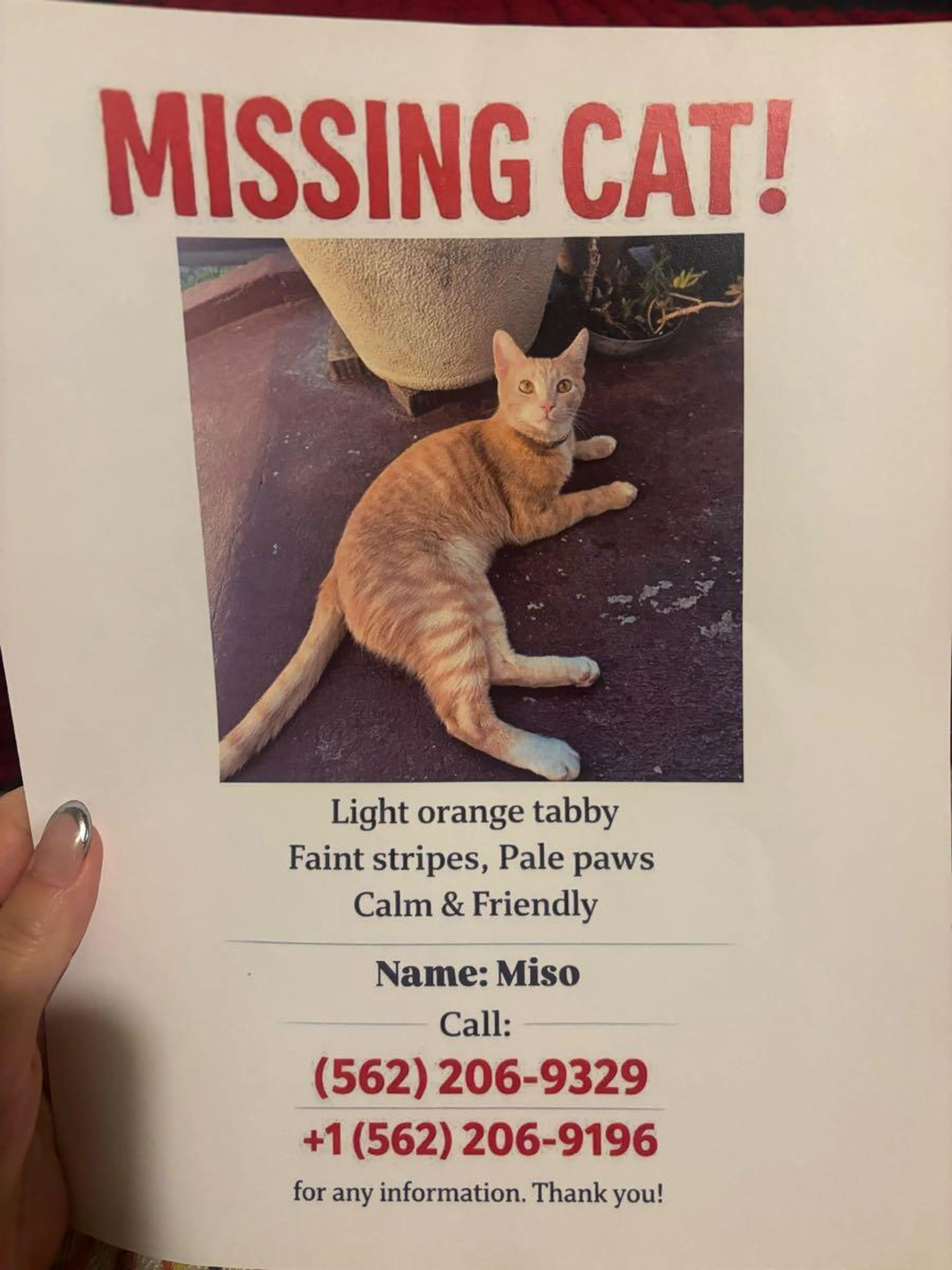 Lost pet