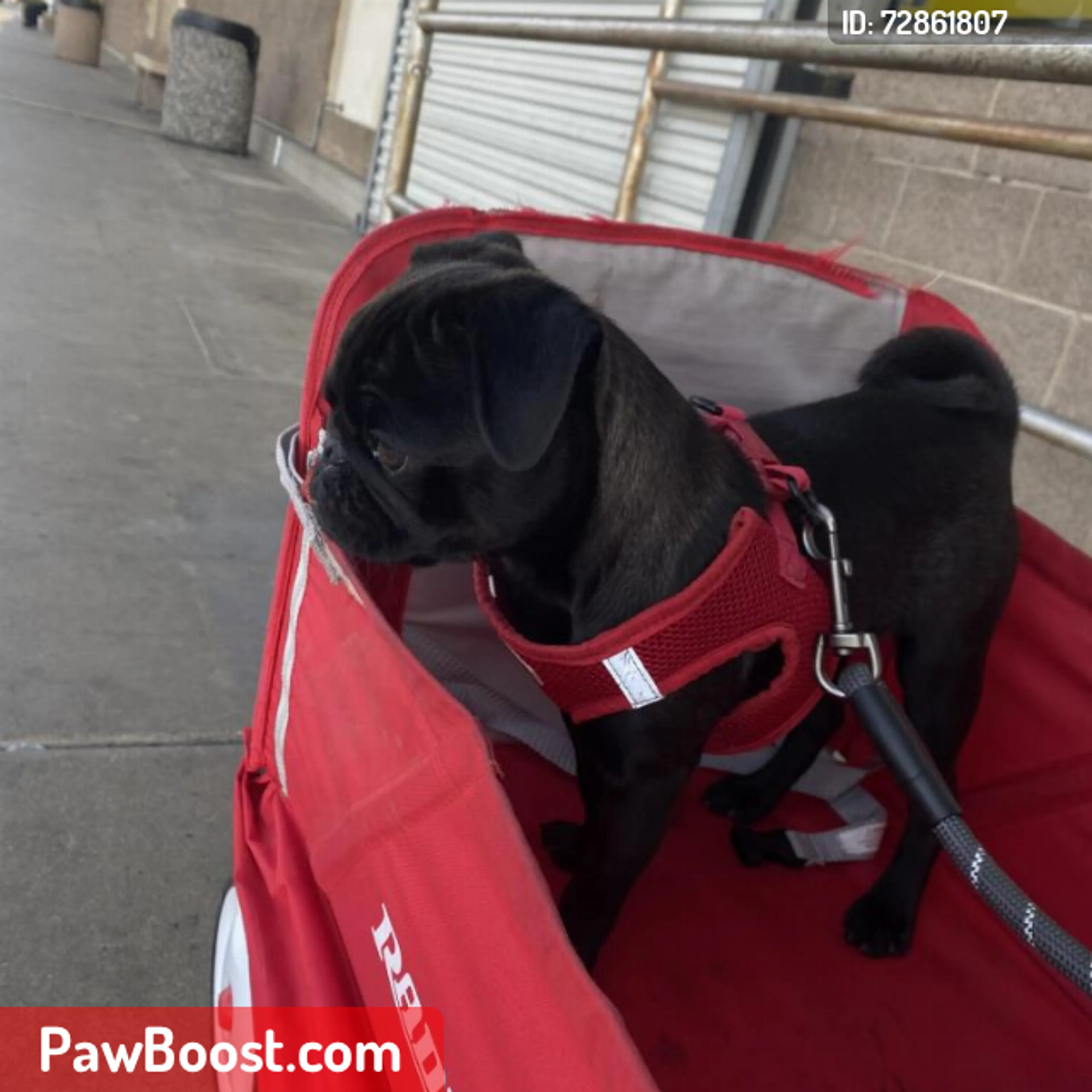 Lost pet