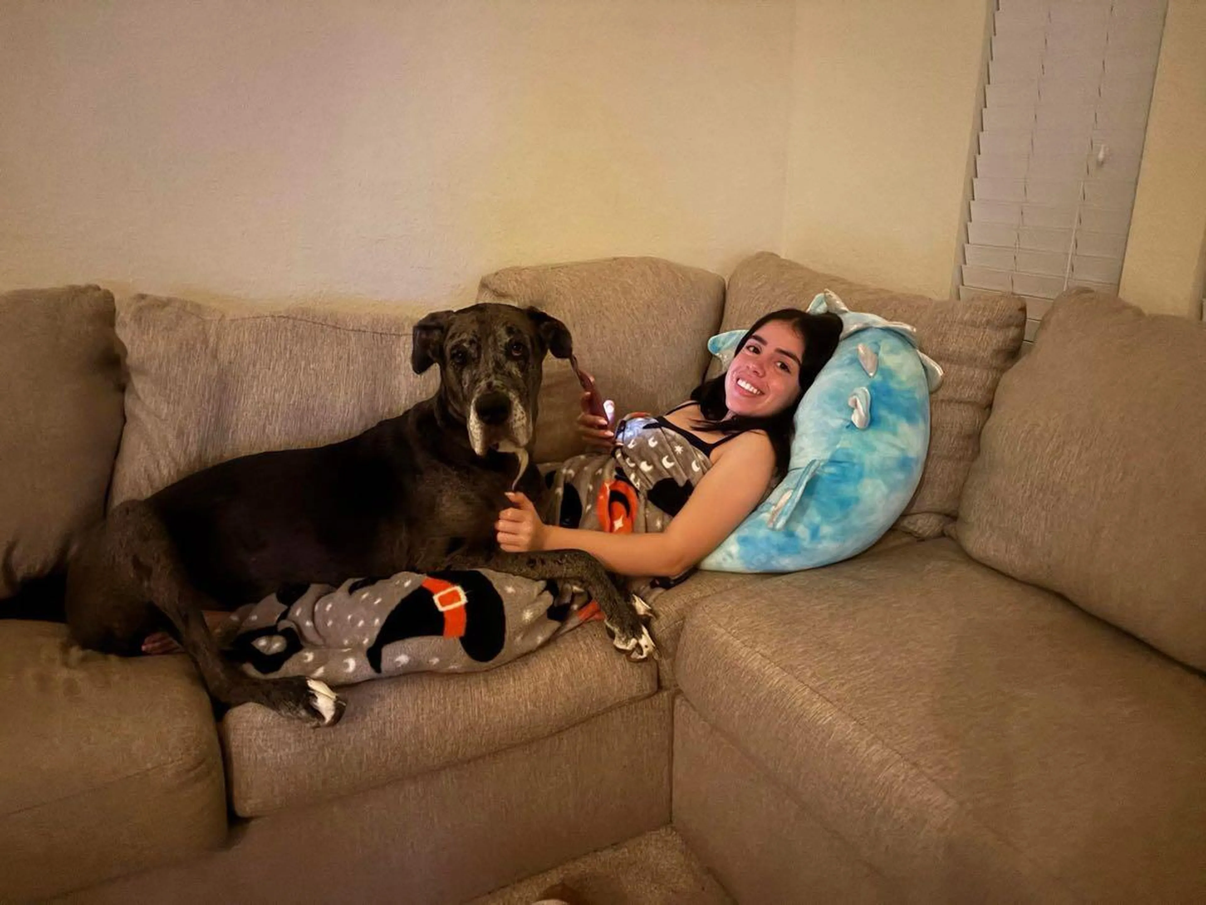 Lost pet