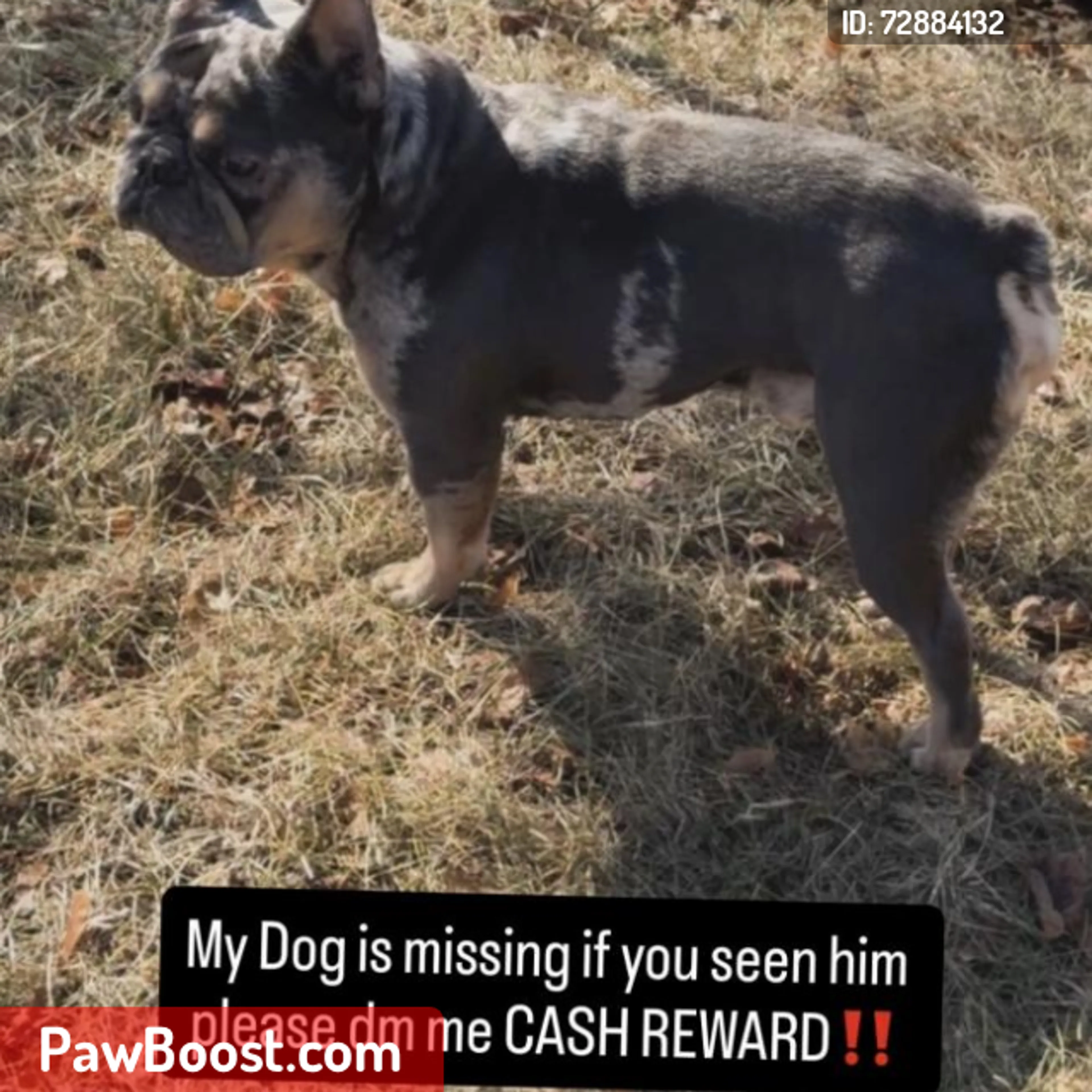 Lost pet