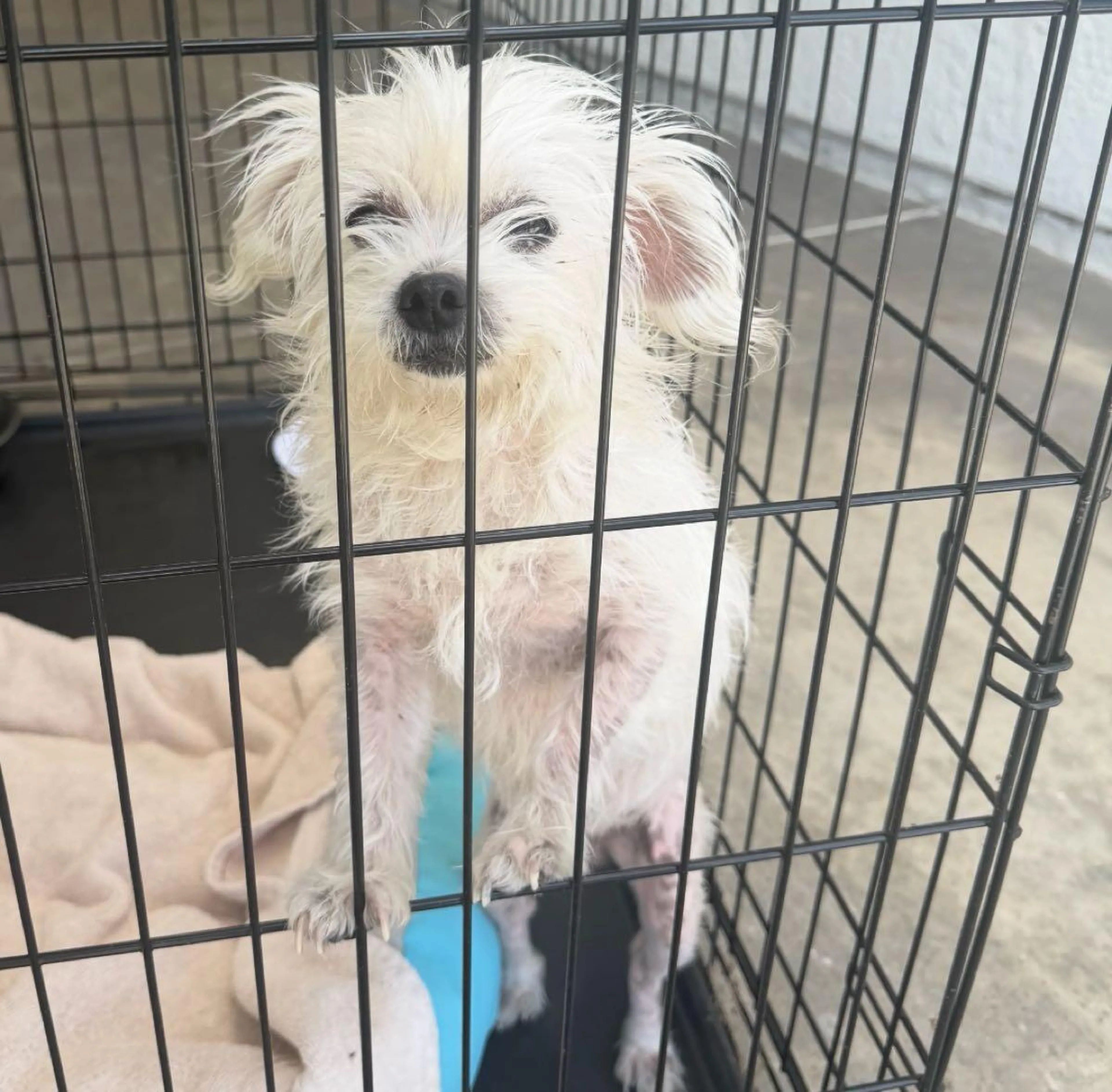Found pet