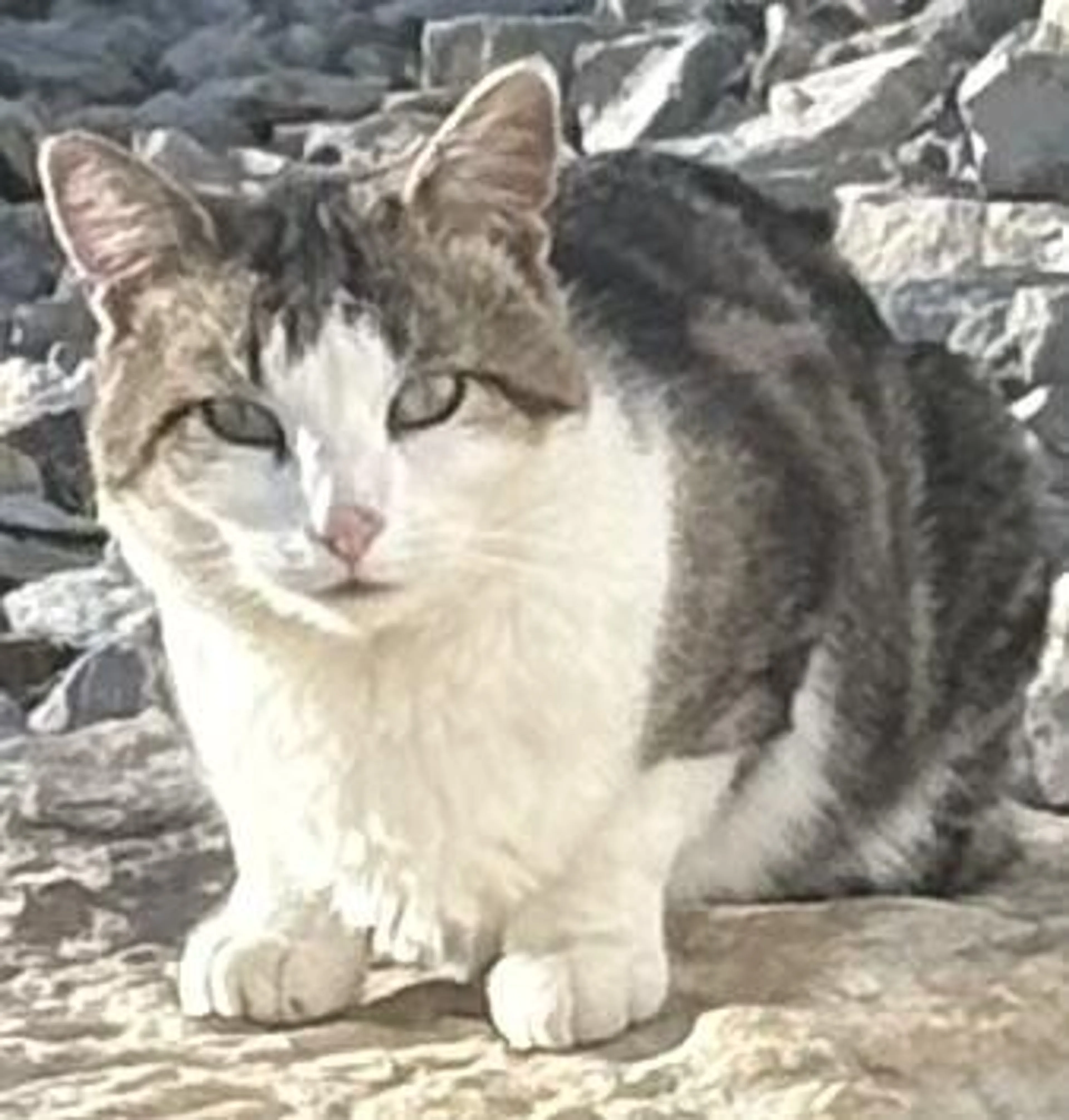 Found pet