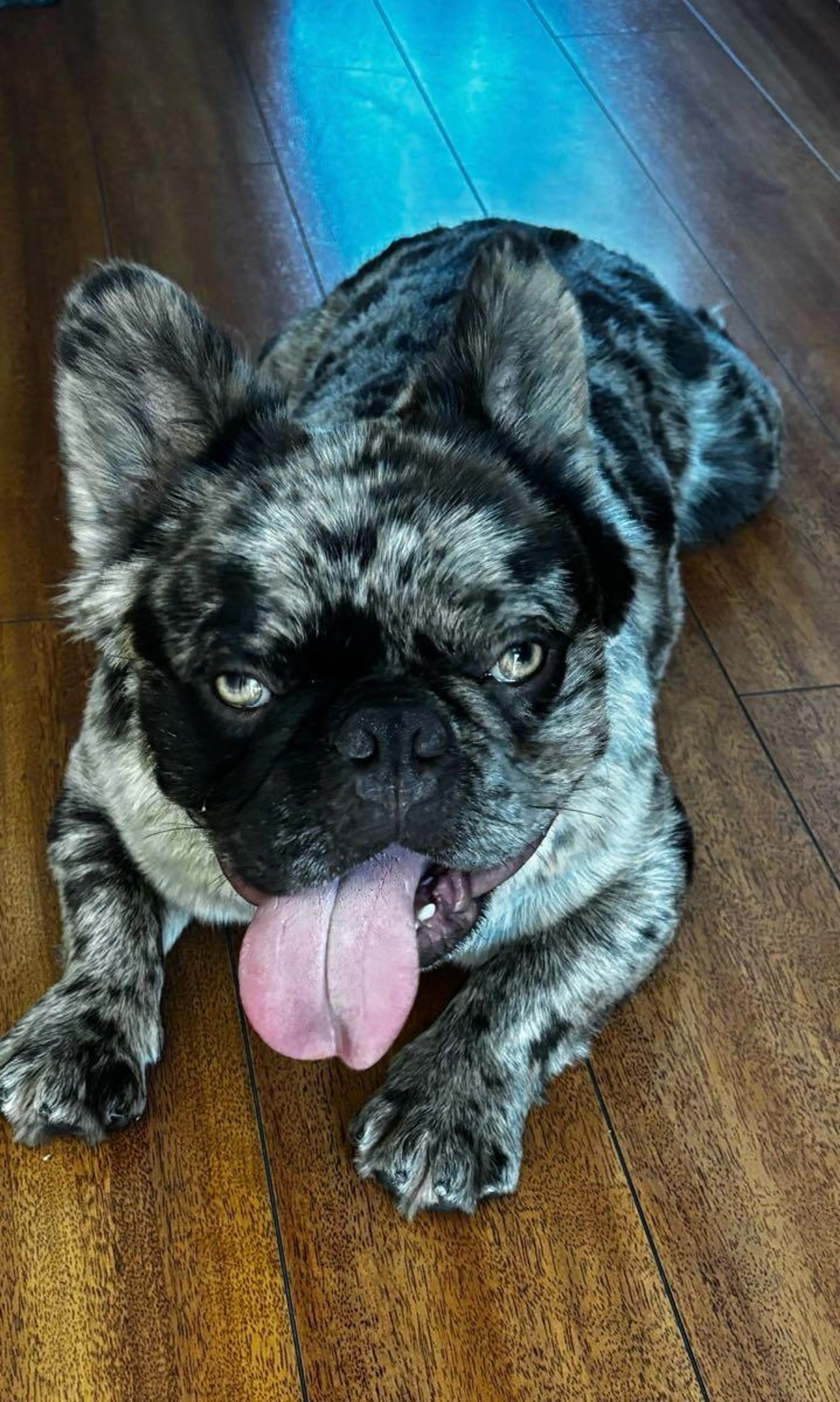 Found pet