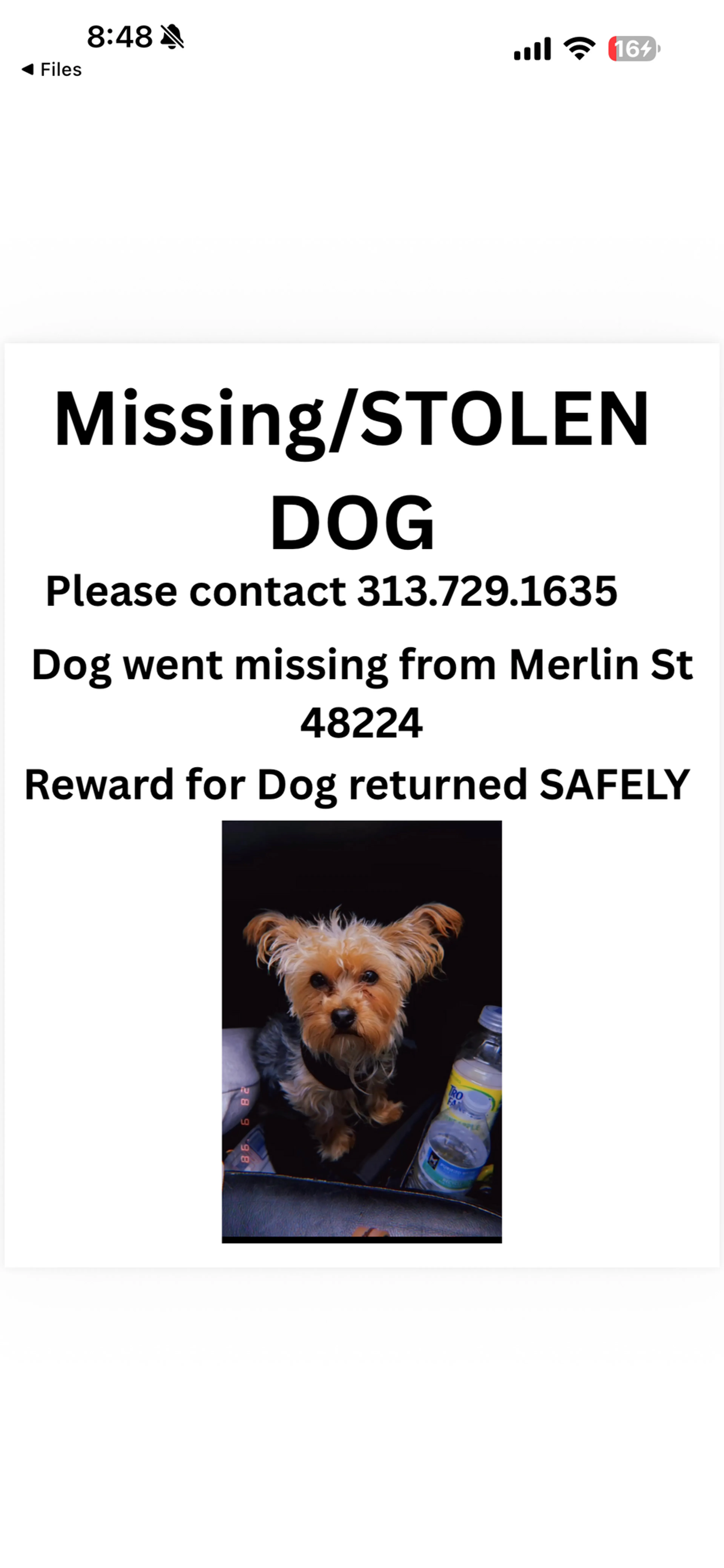Lost pet