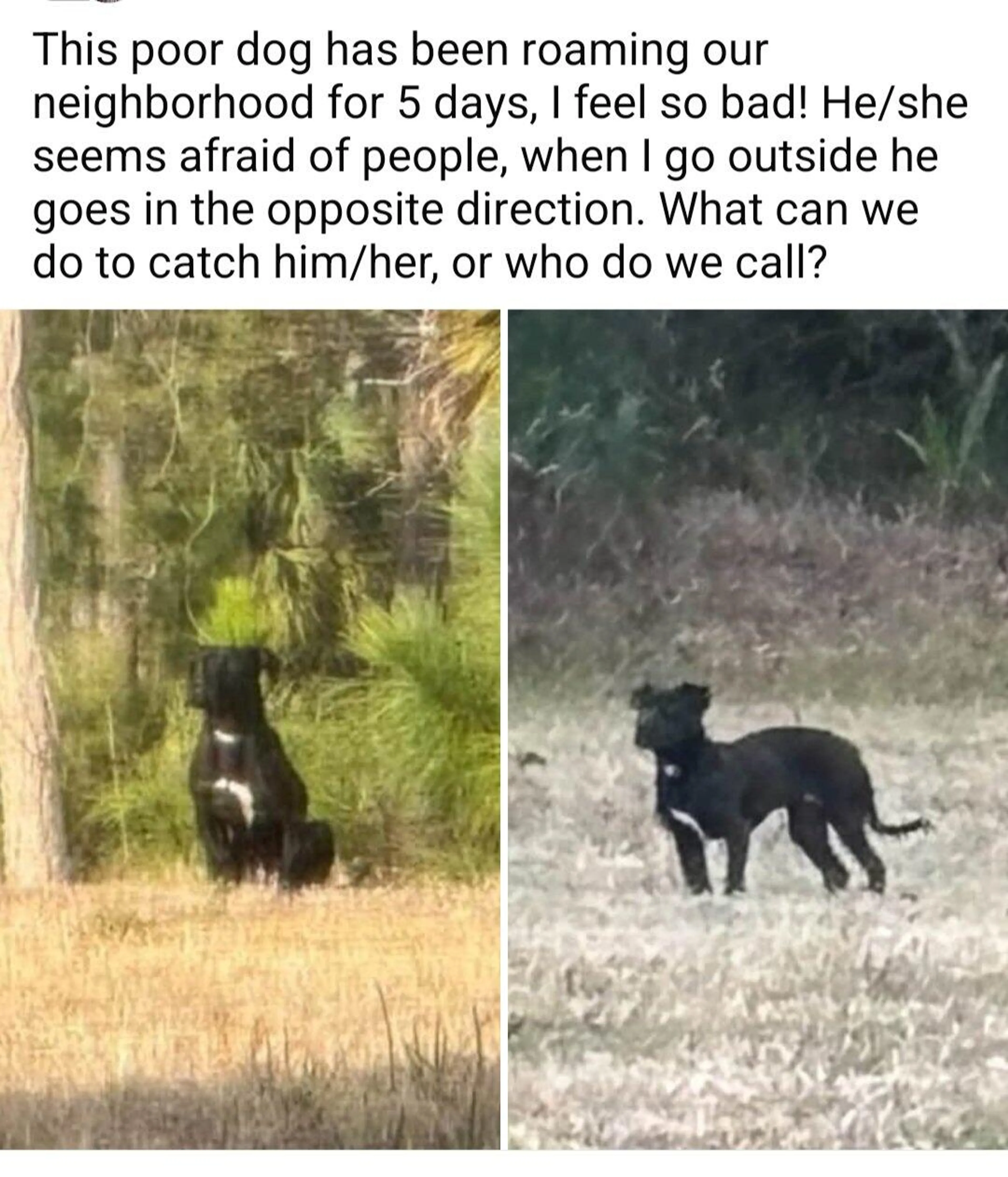 Found pet