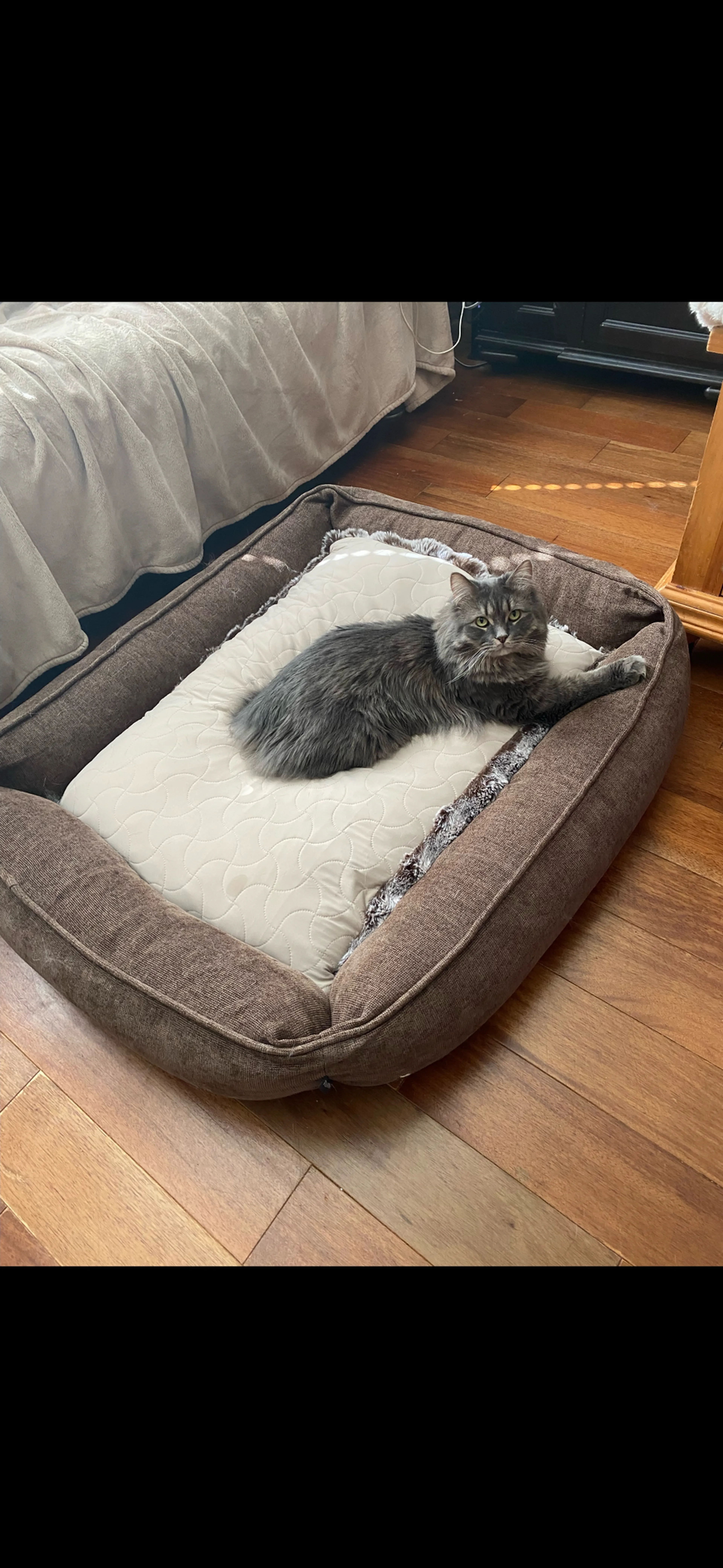 Lost pet