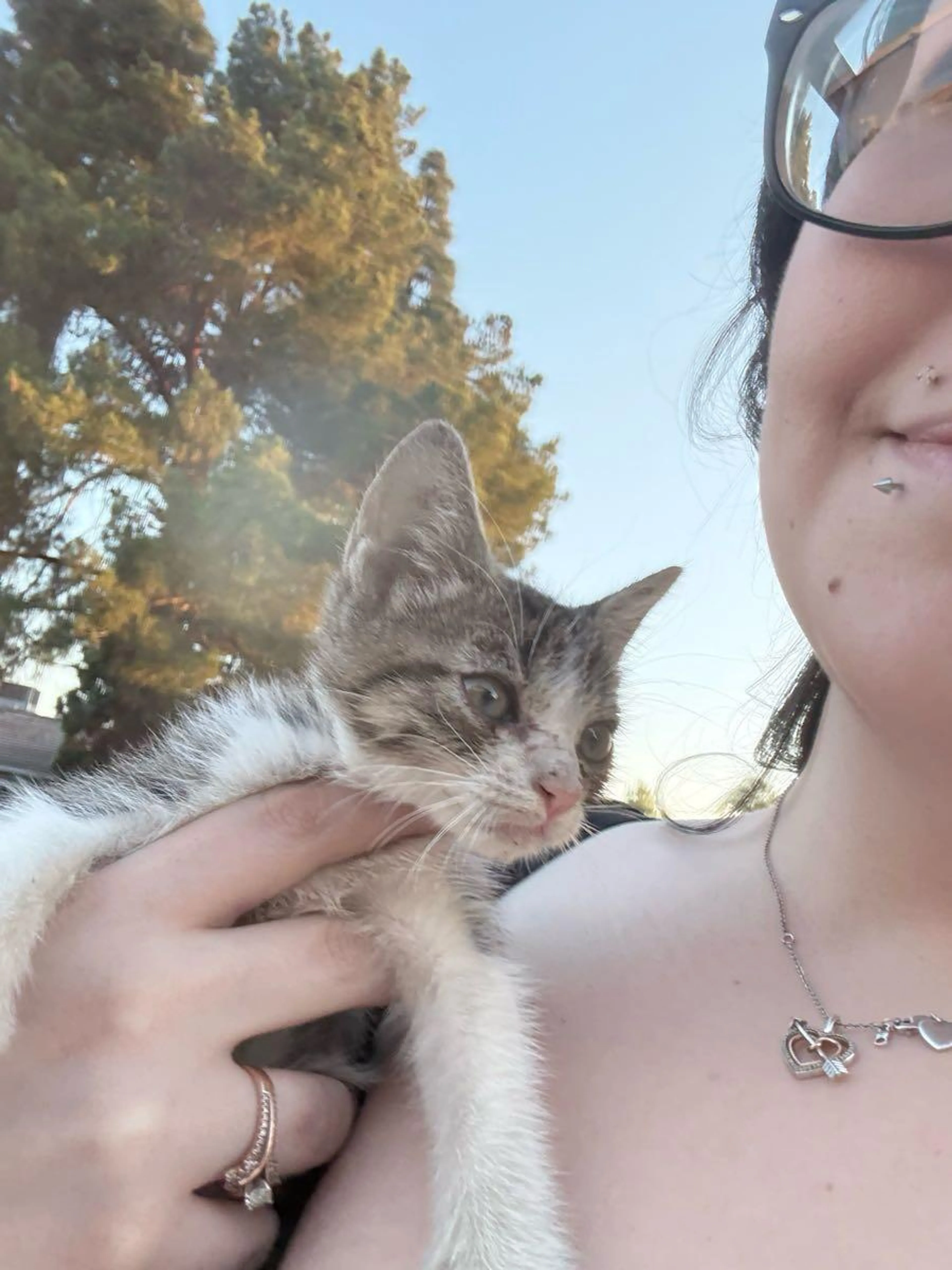 Found pet
