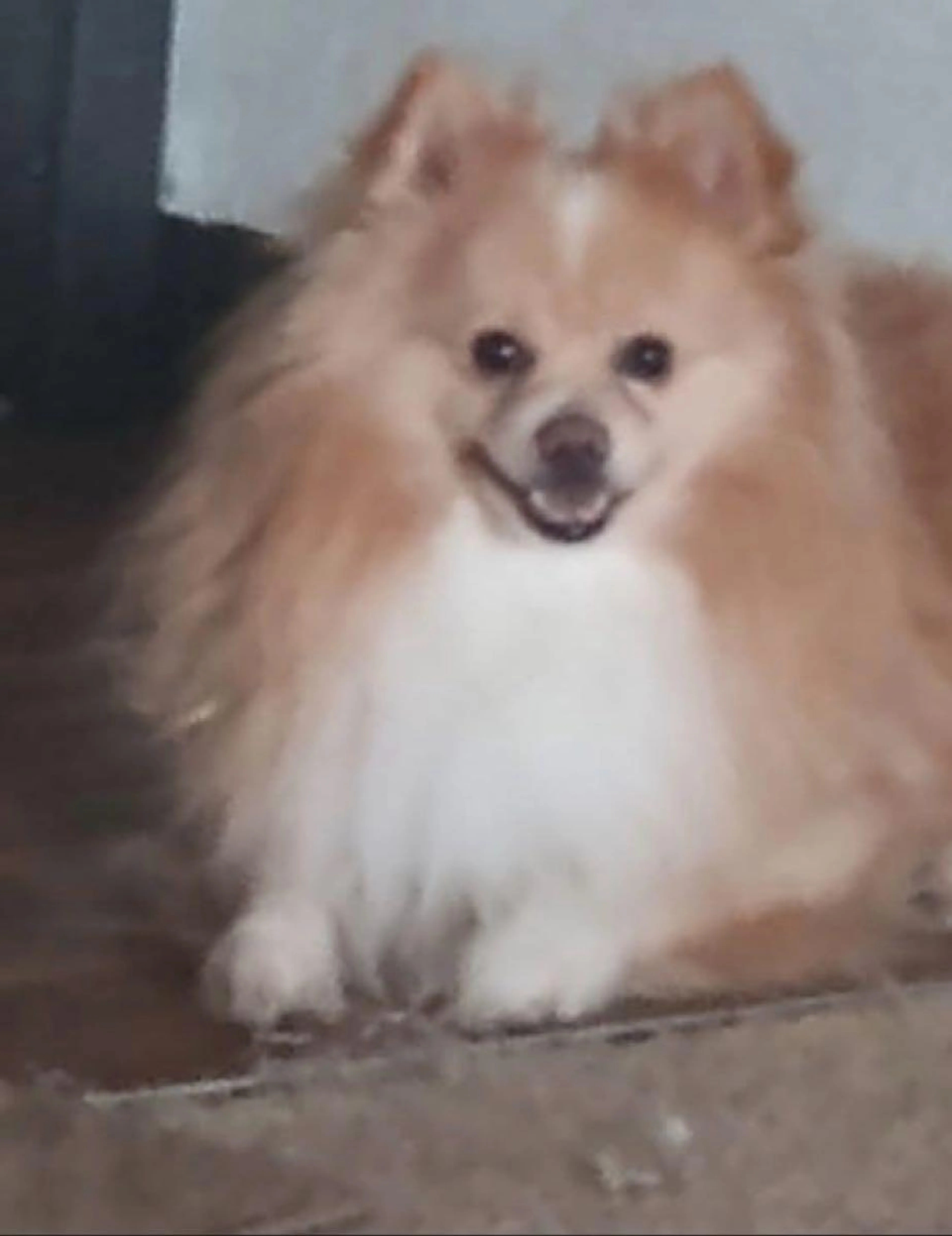 Lost pet