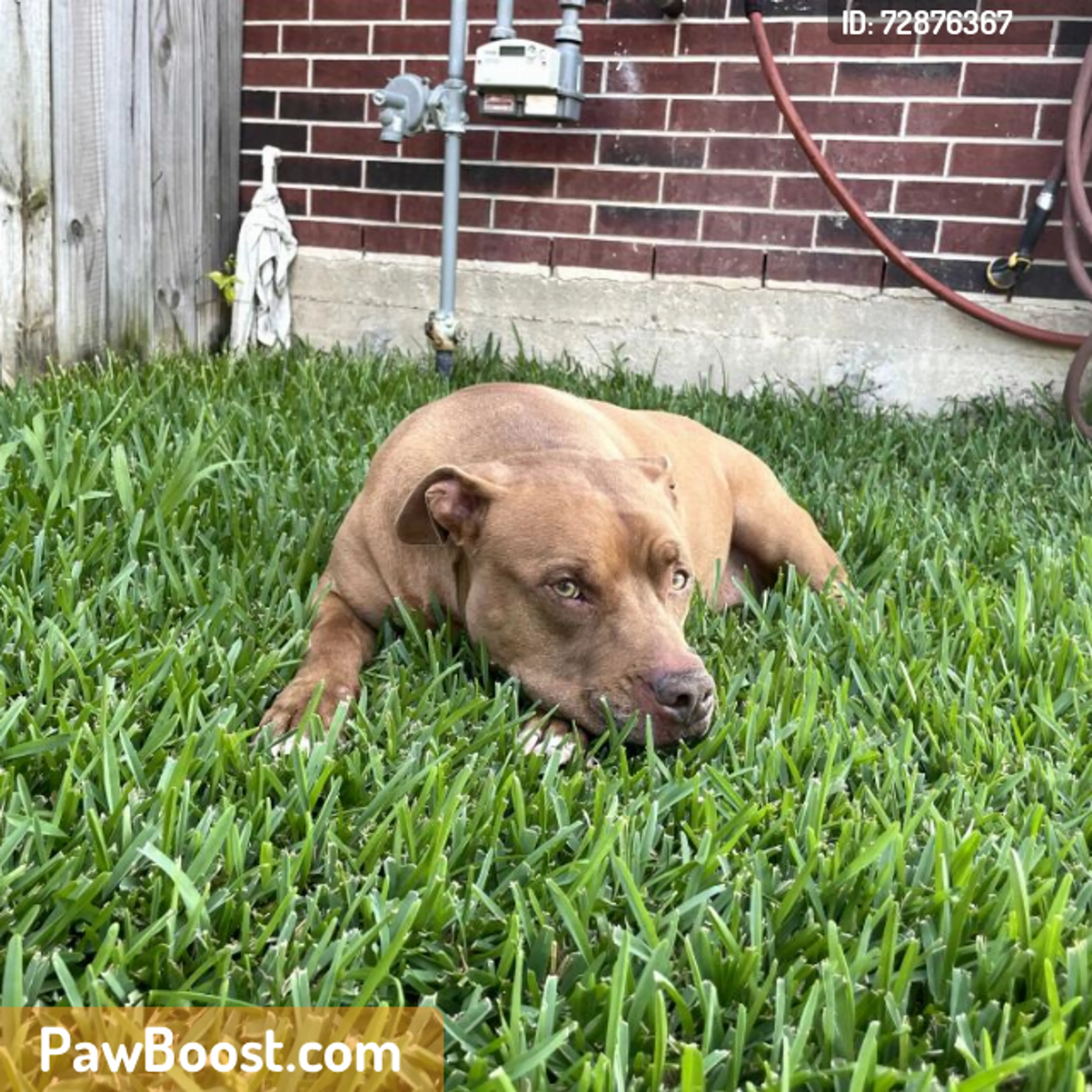 Found pet