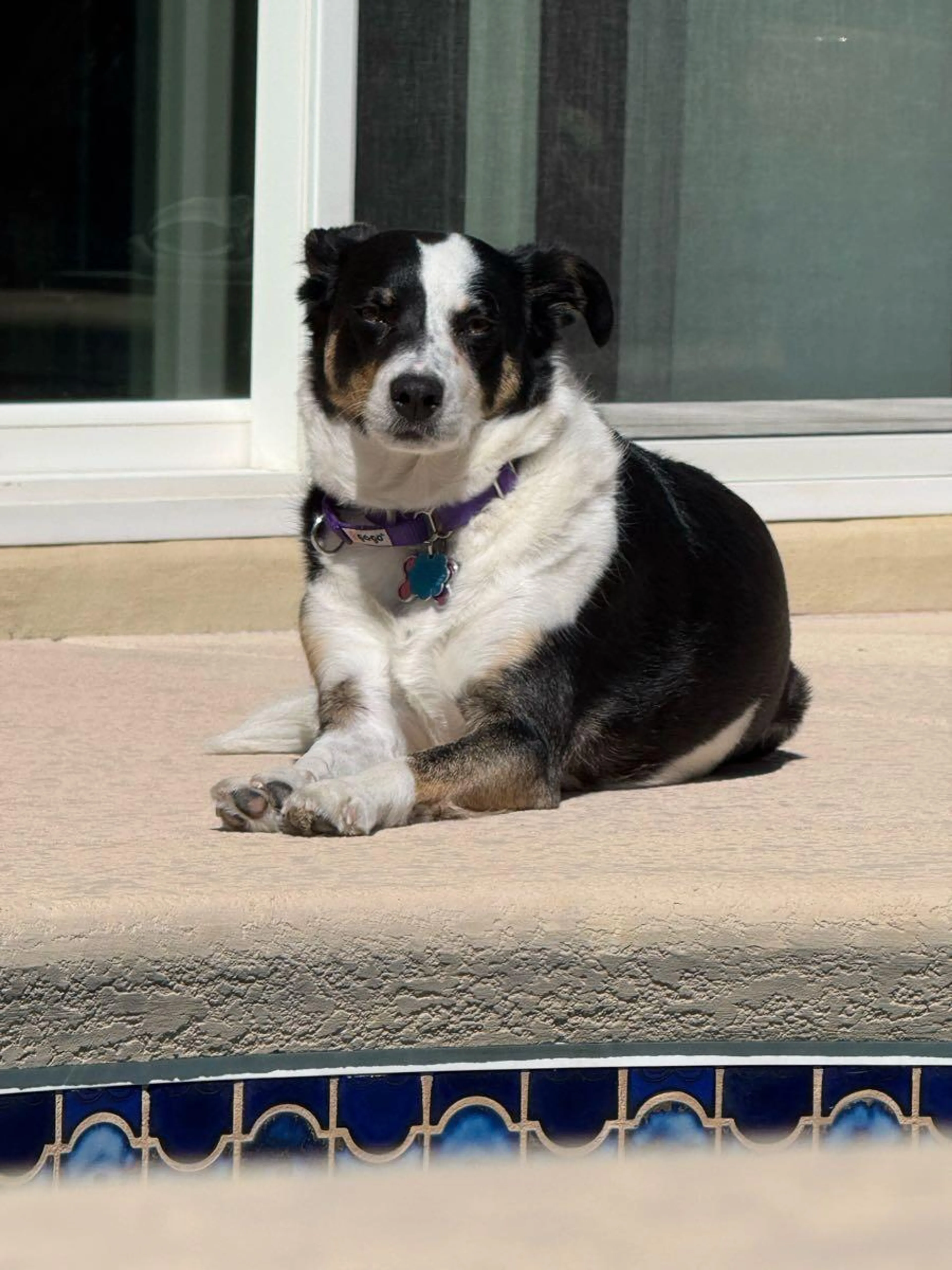 Lost pet