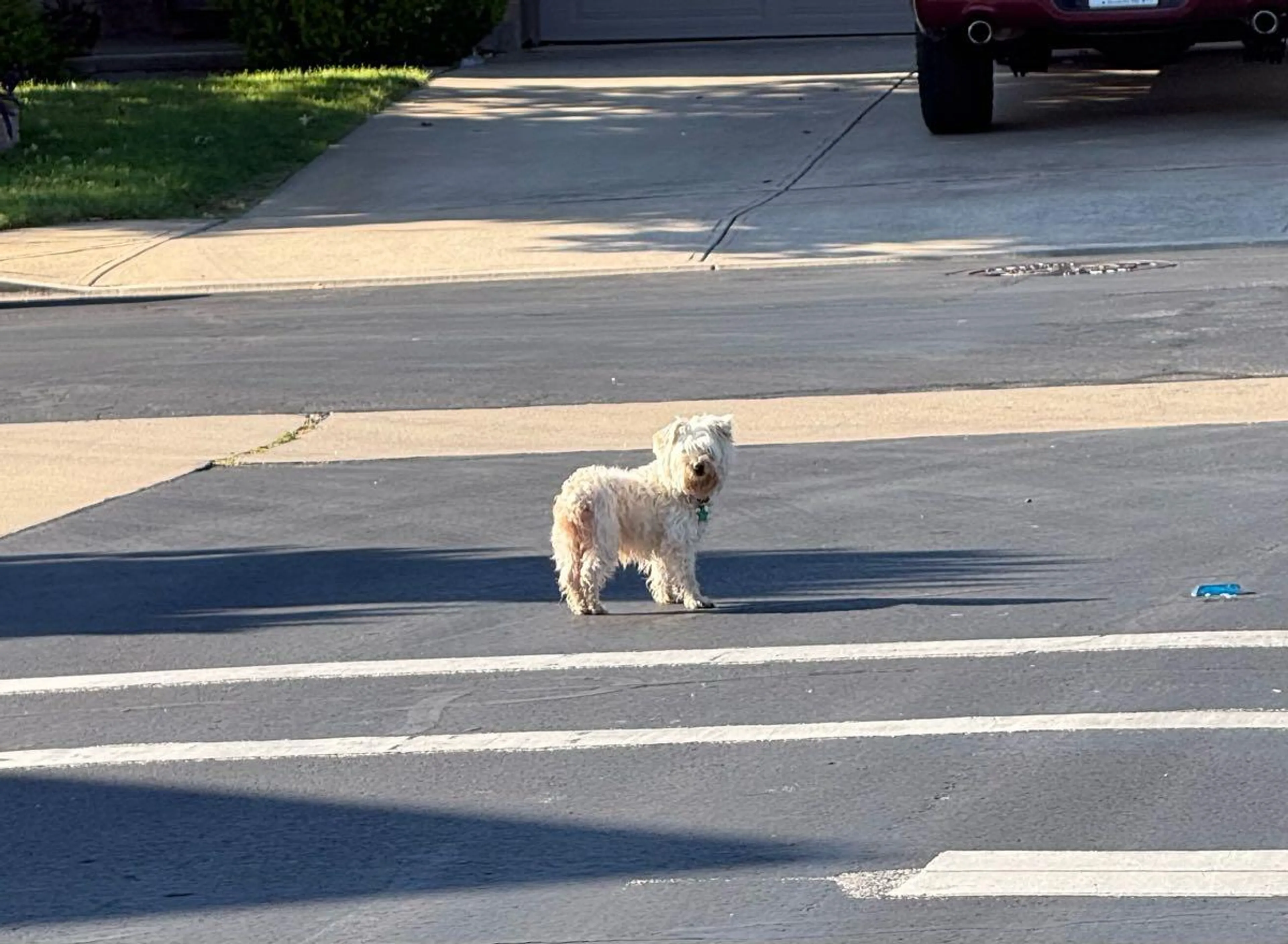Found pet