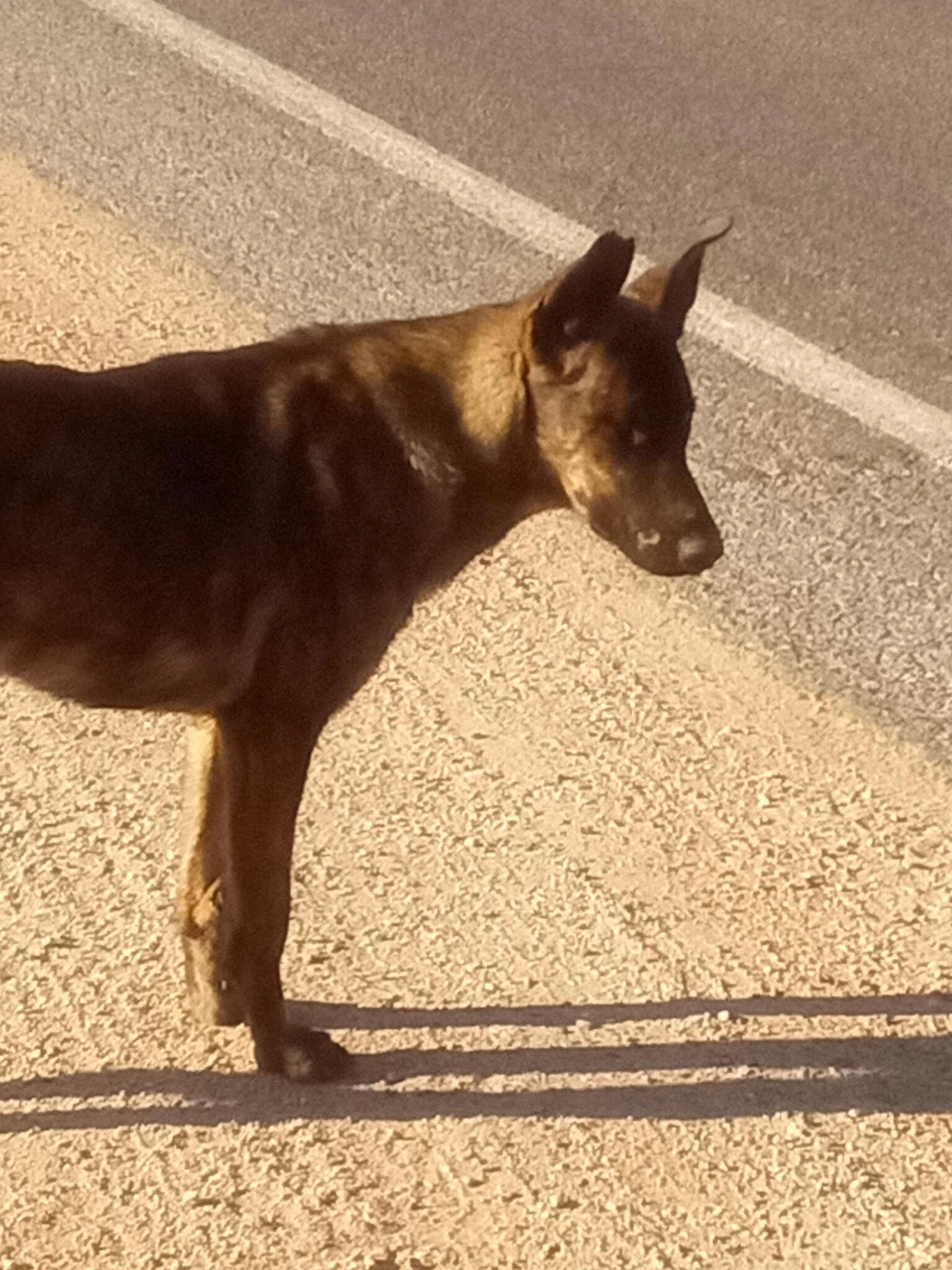 Lost pet