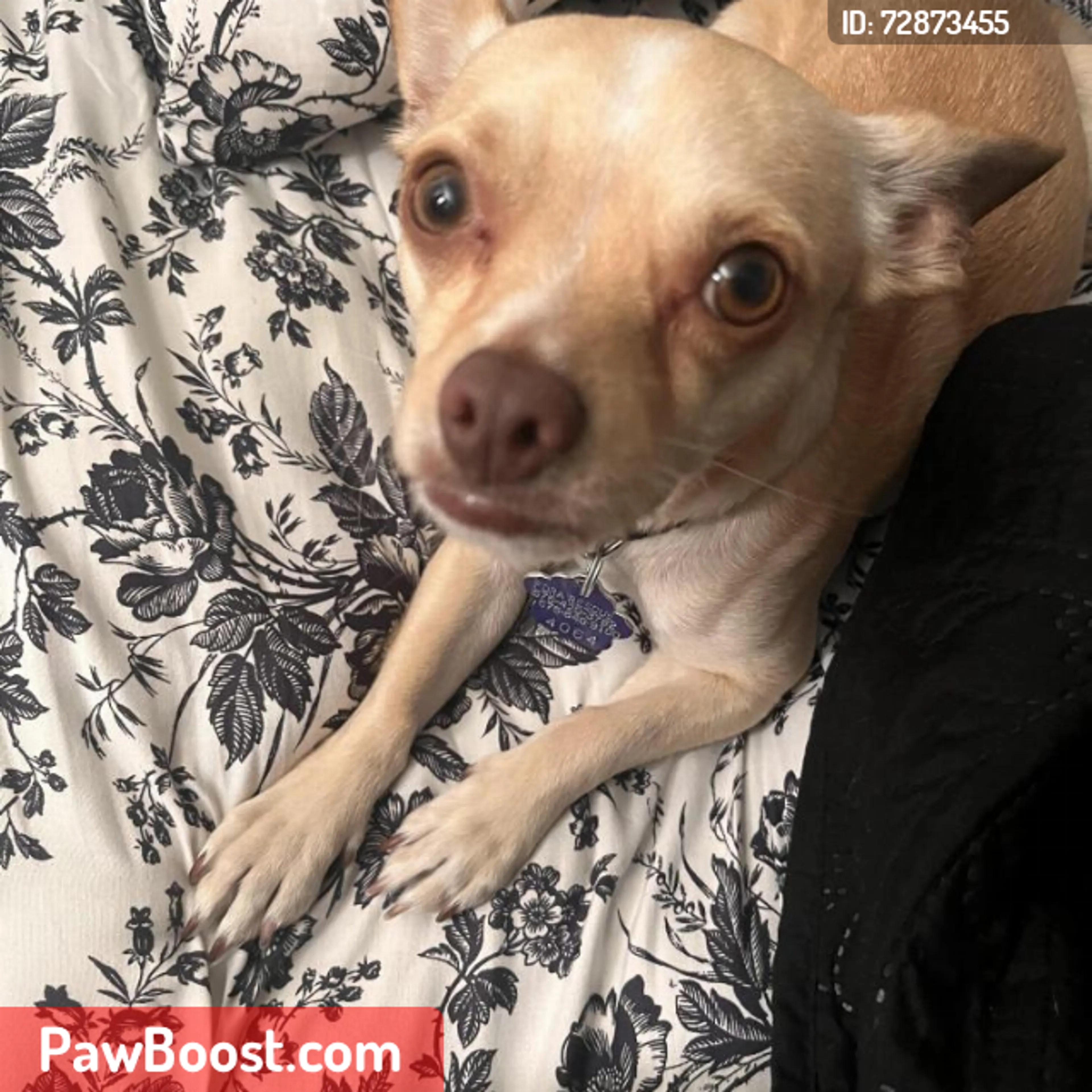 Lost pet