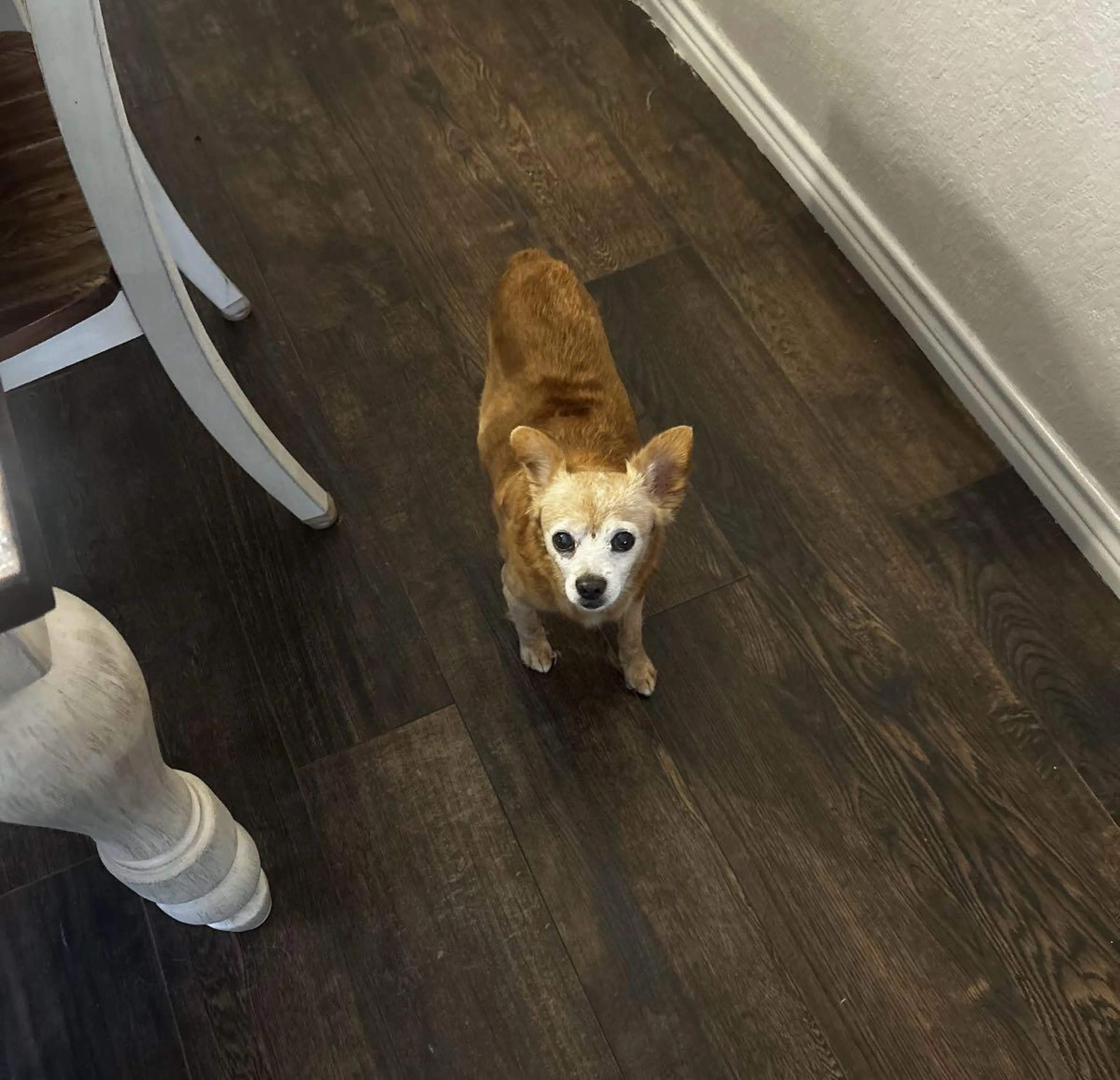Lost pet