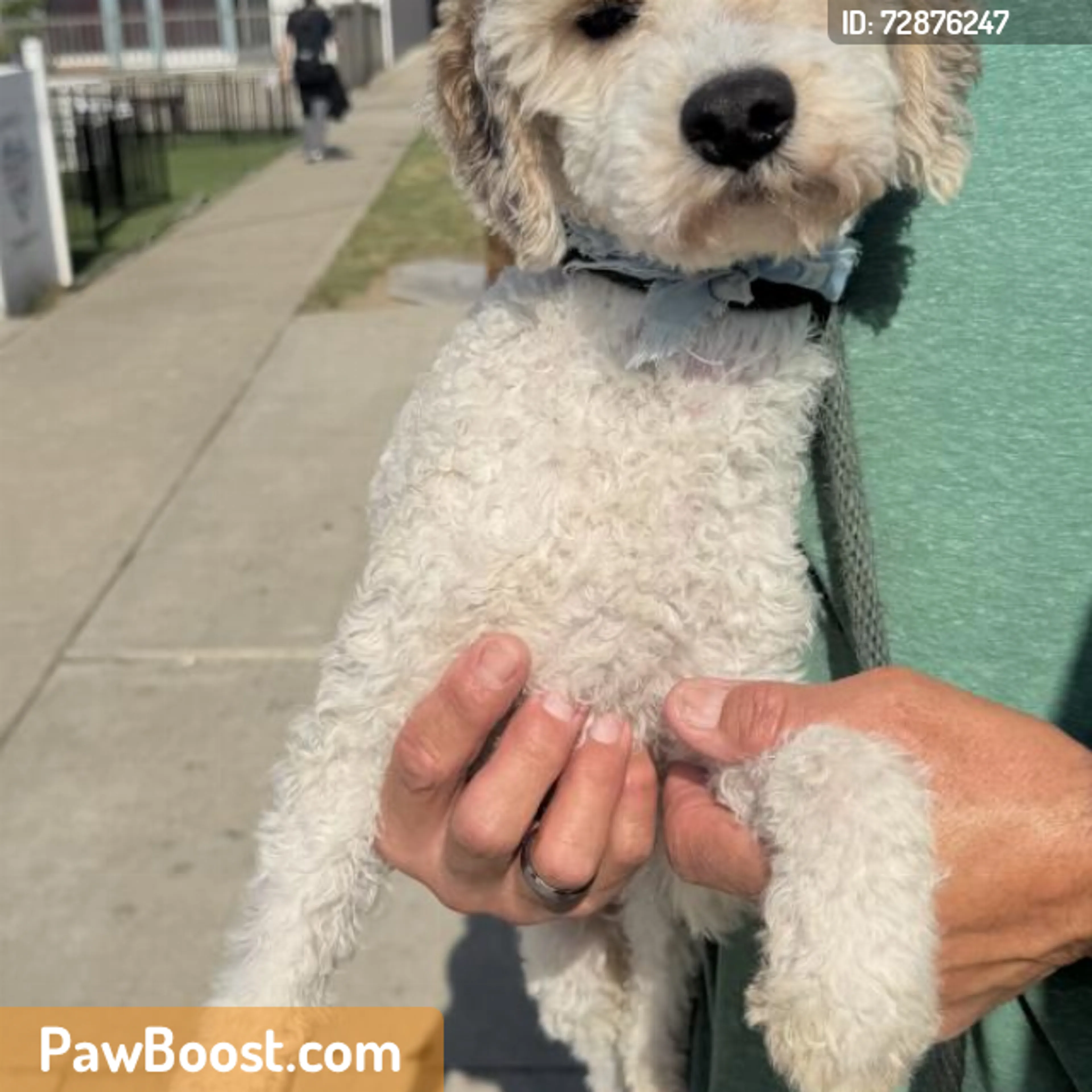Found pet