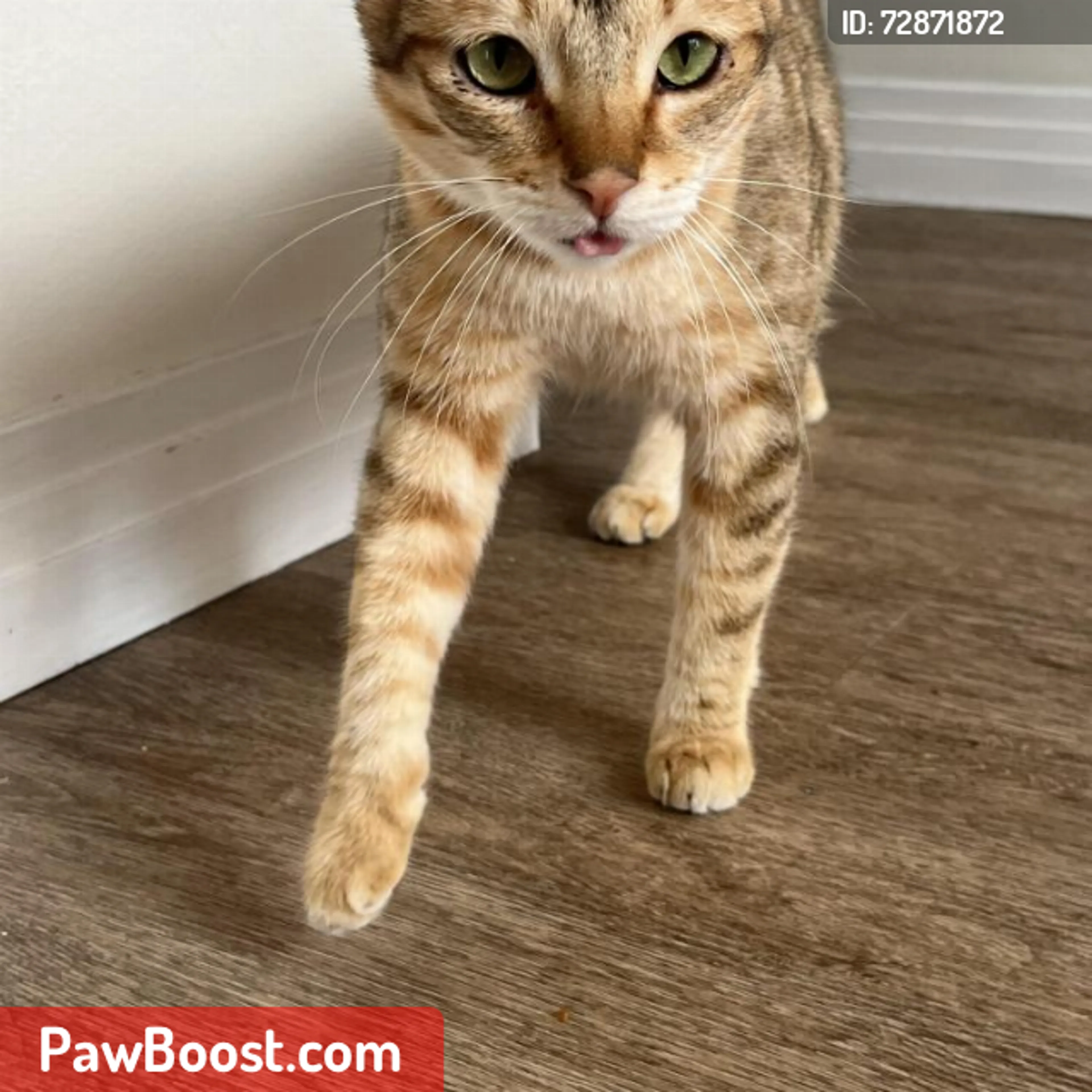 Lost pet