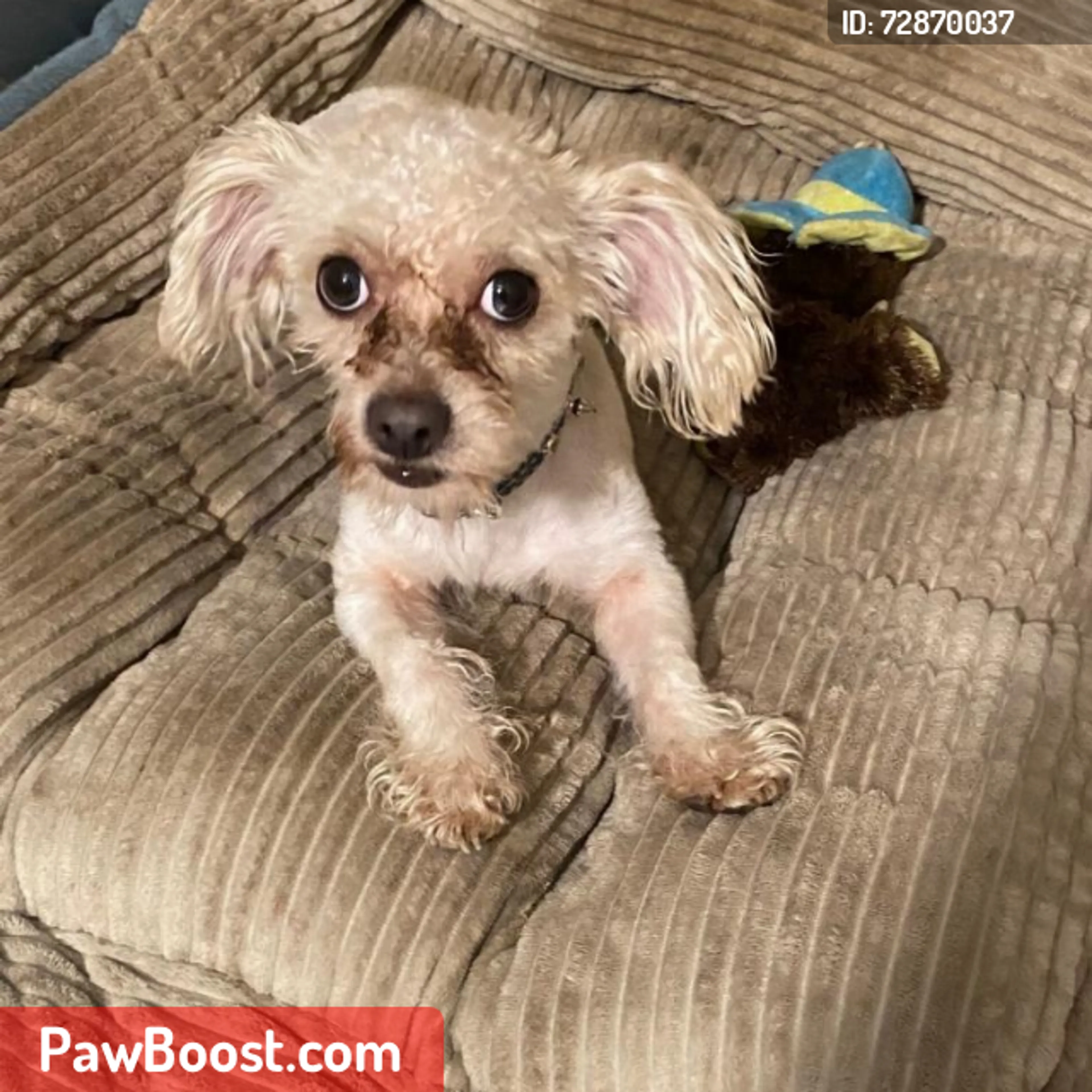Lost pet