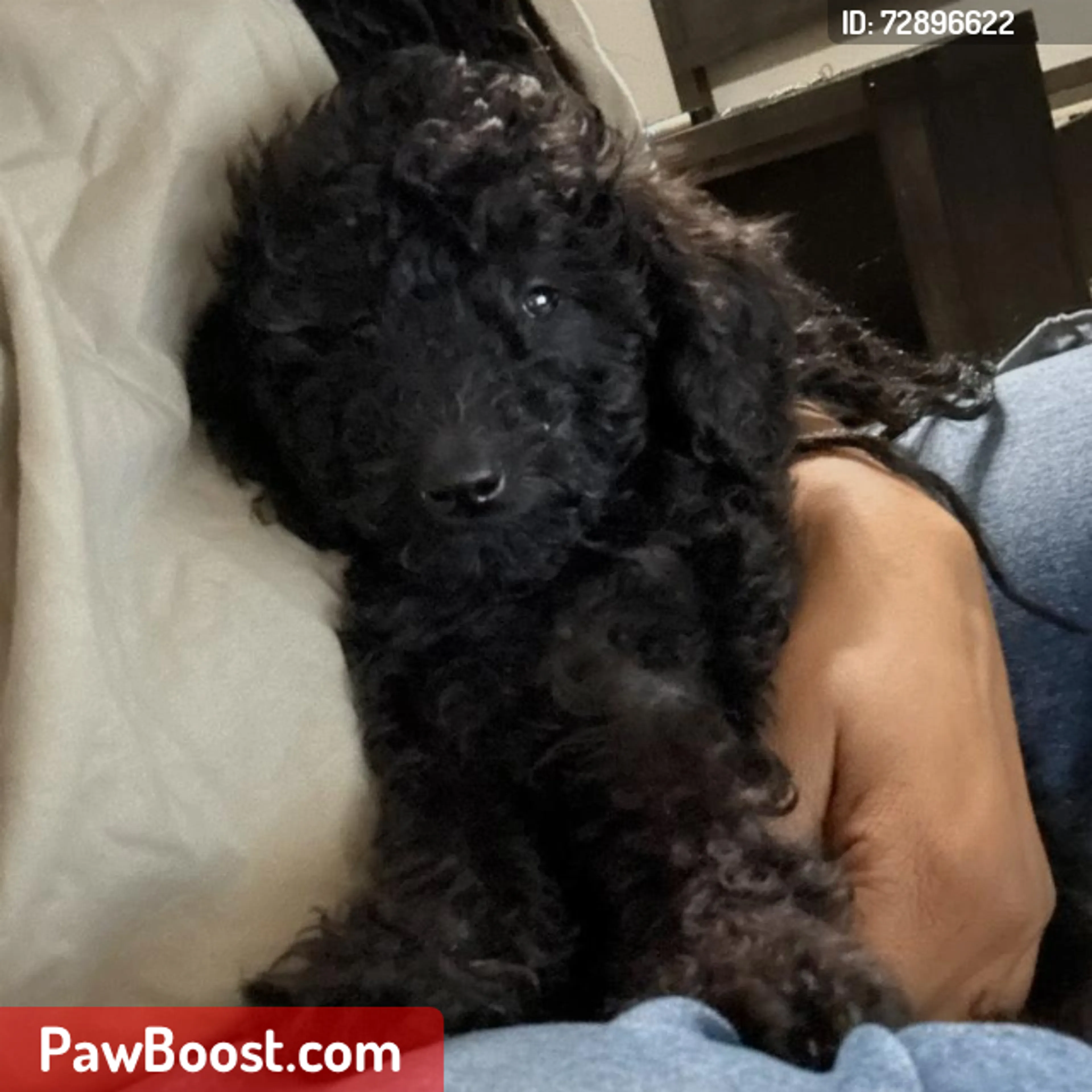 Lost pet