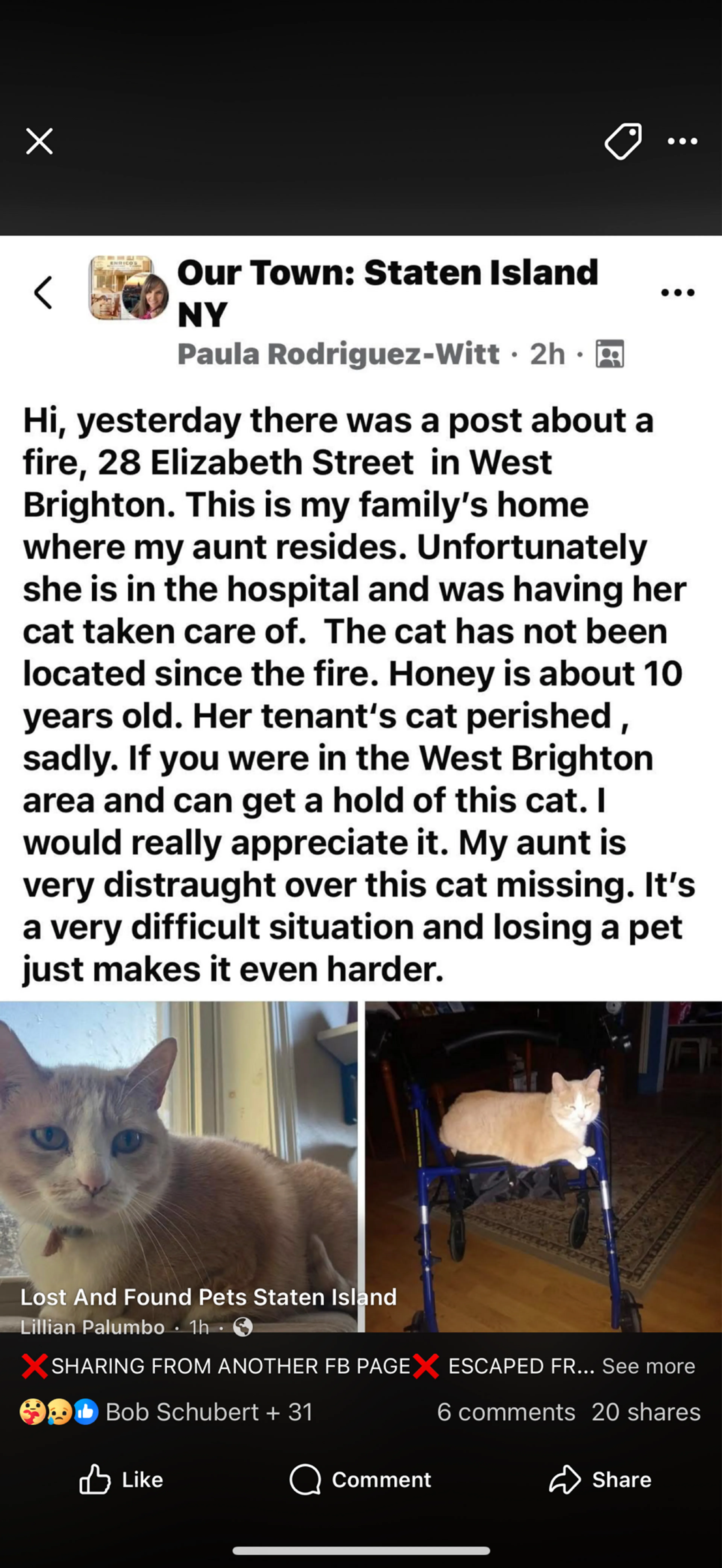Found pet
