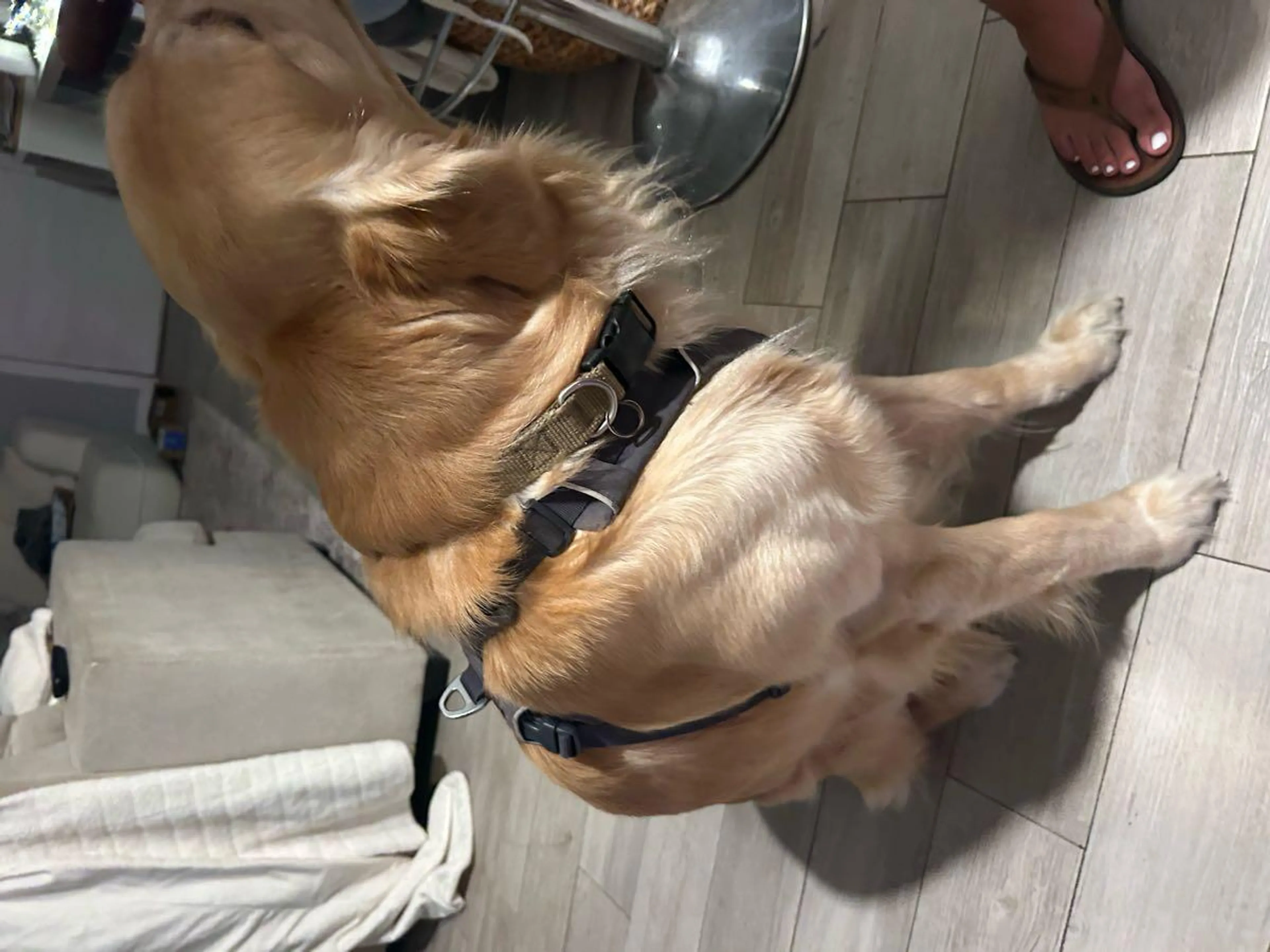 Found pet