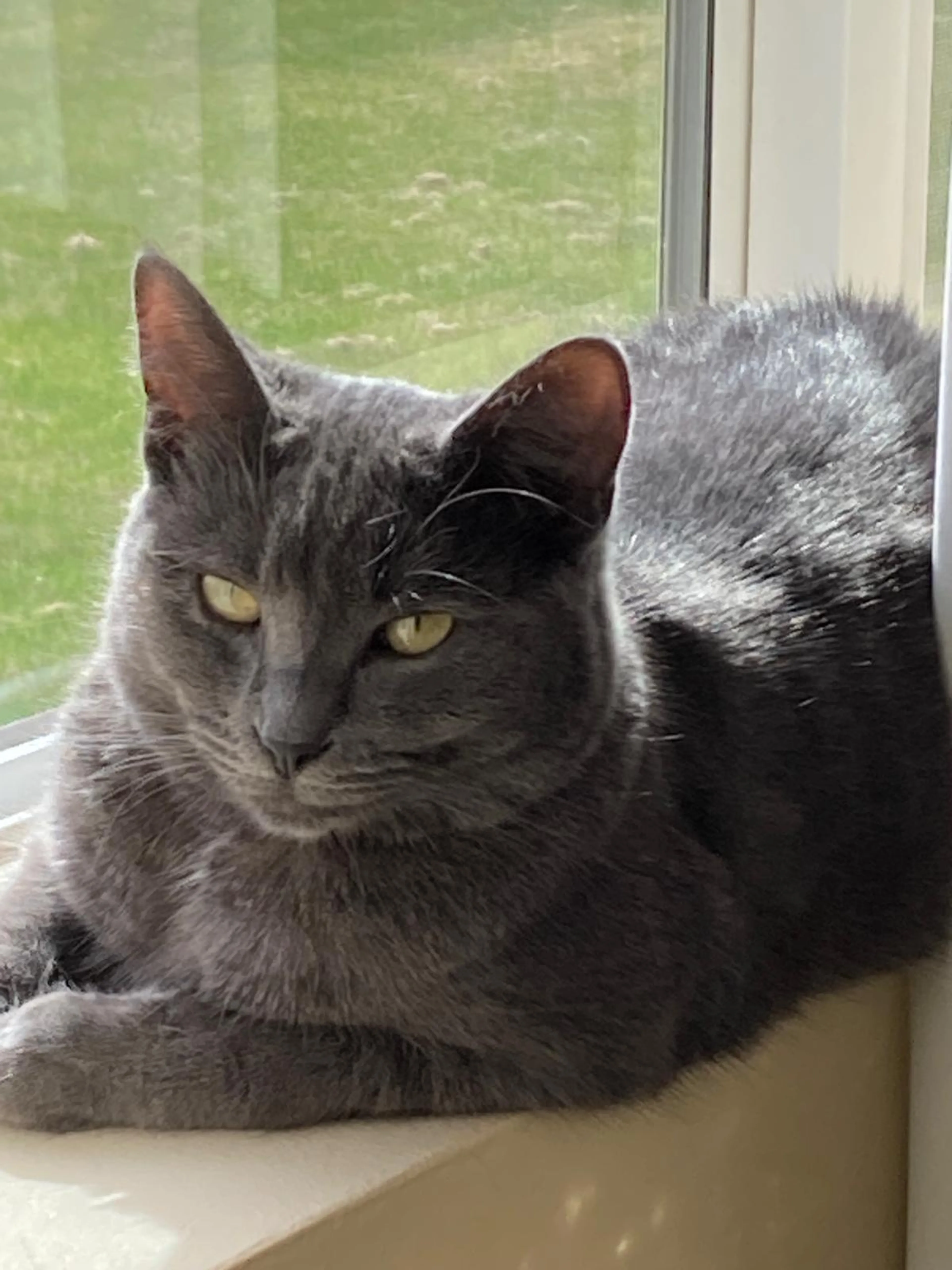 Lost pet