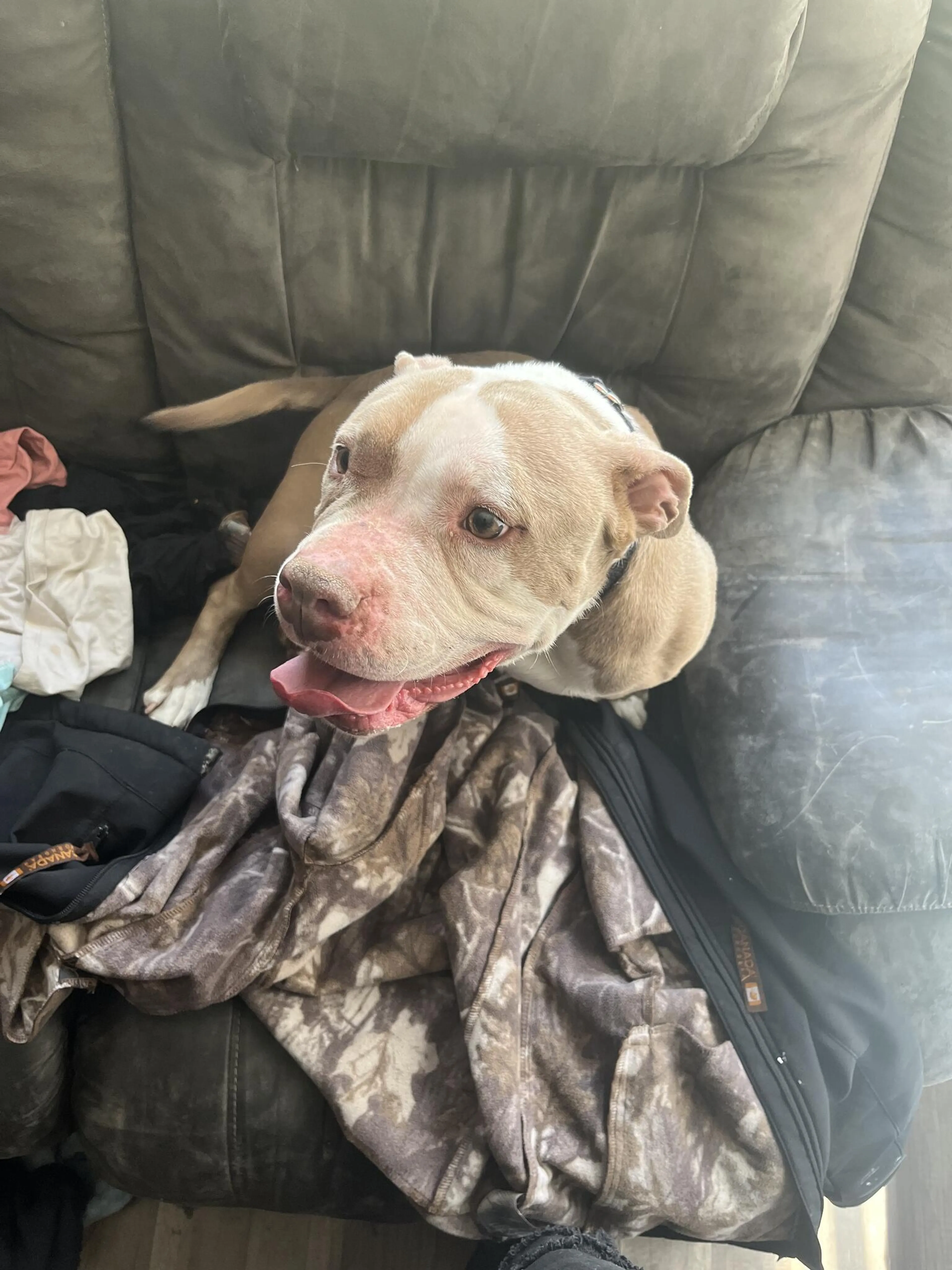 Found pet