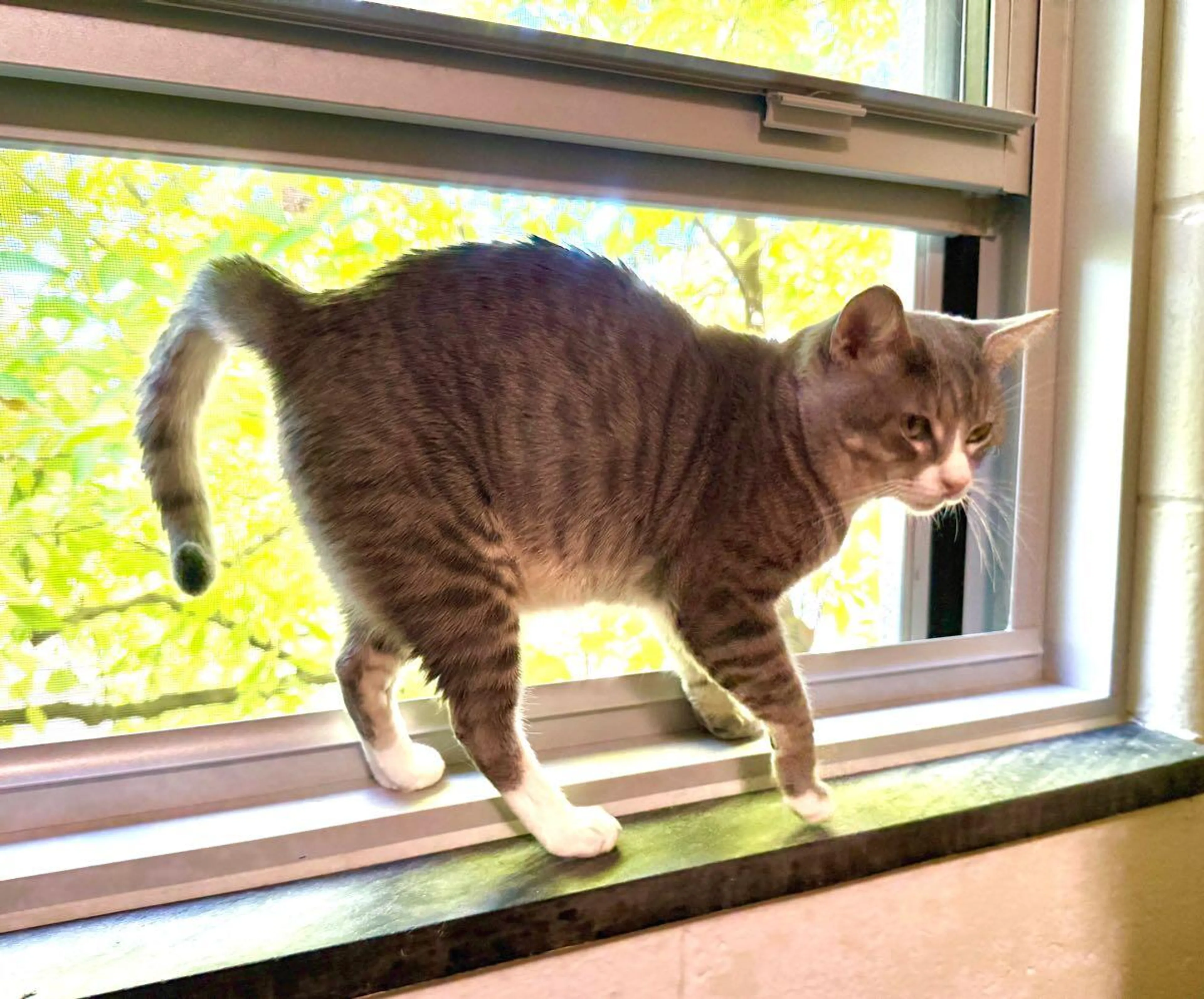 Lost pet