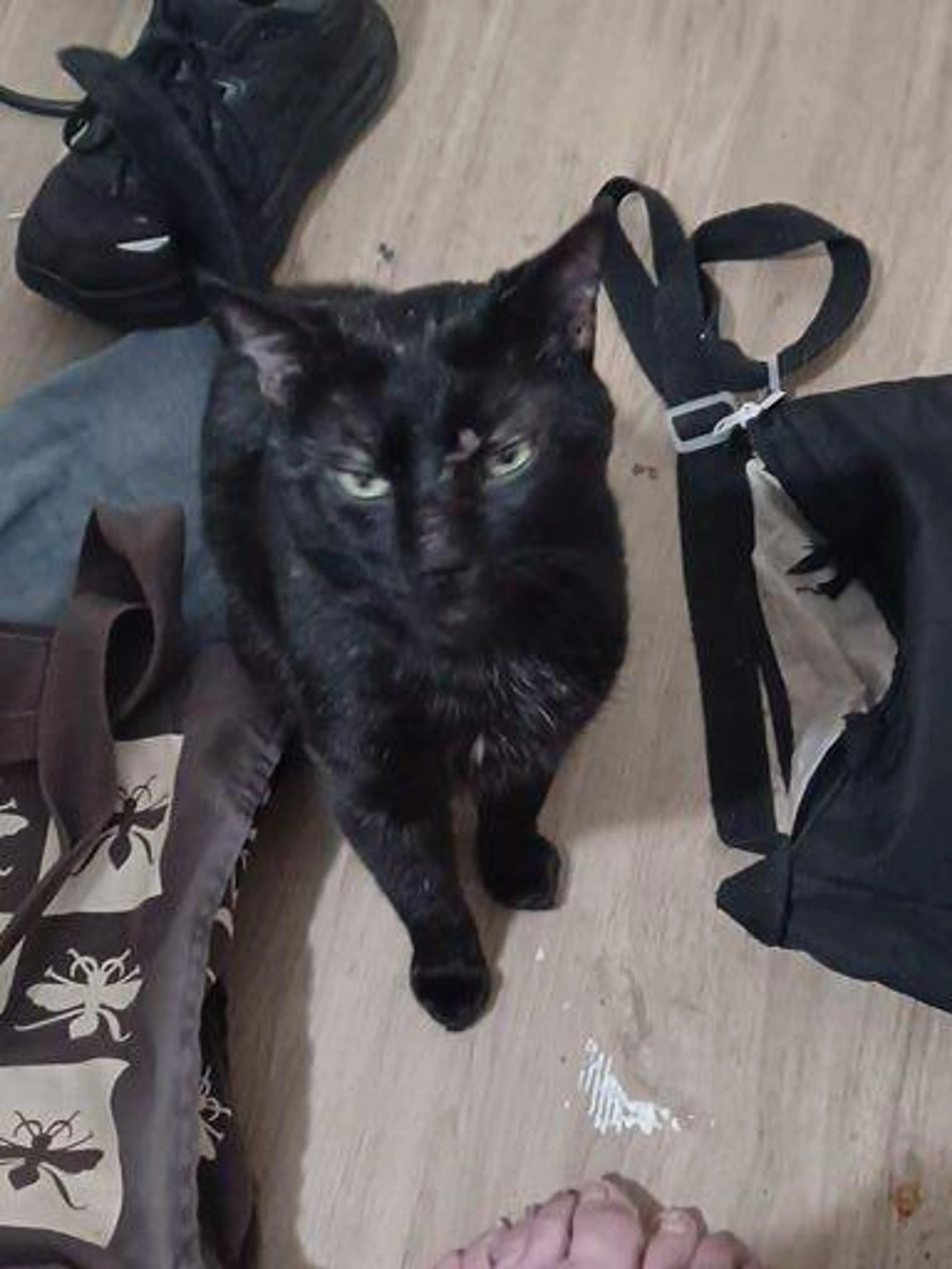 Lost pet