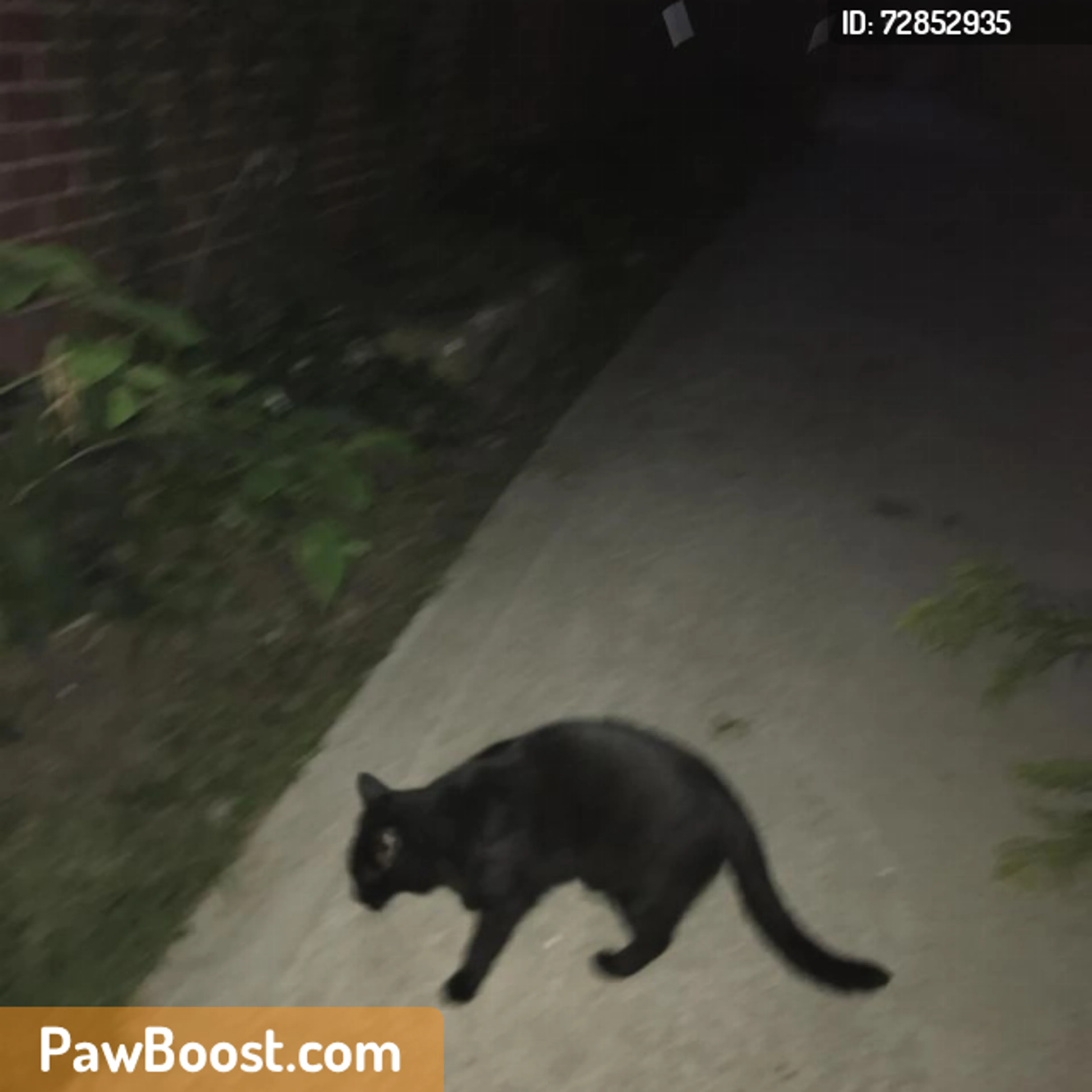 Found pet