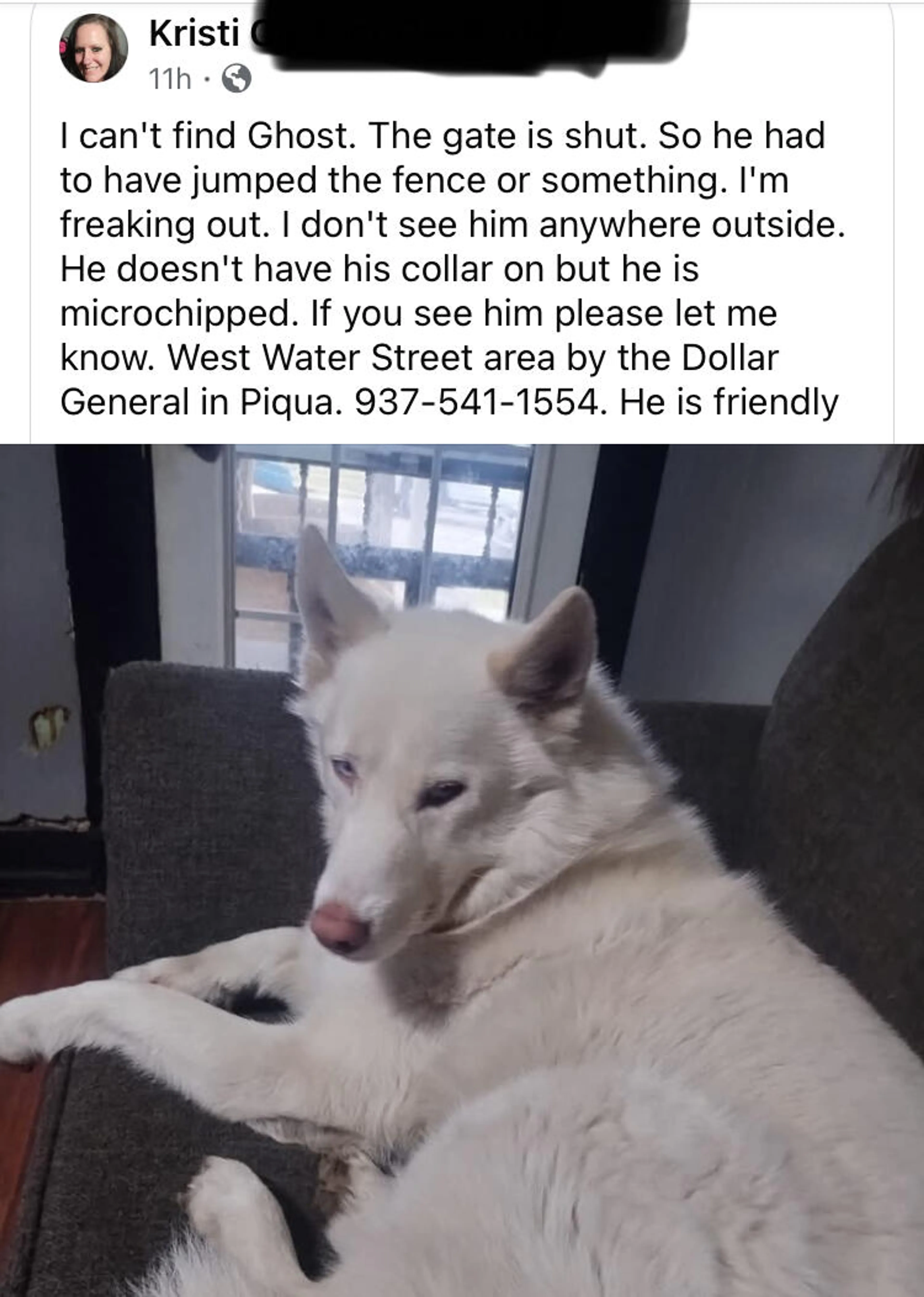 Lost pet