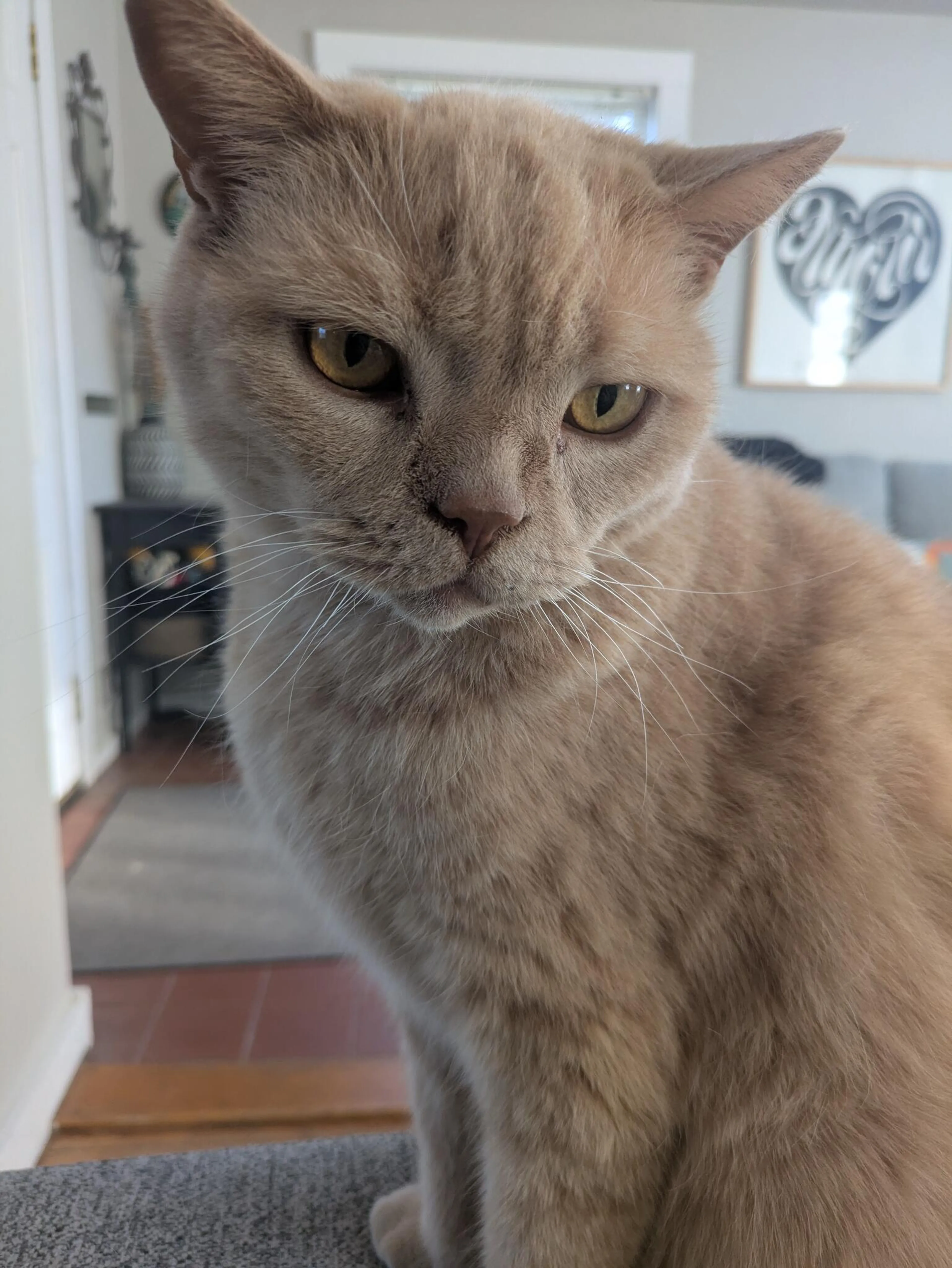 Lost pet