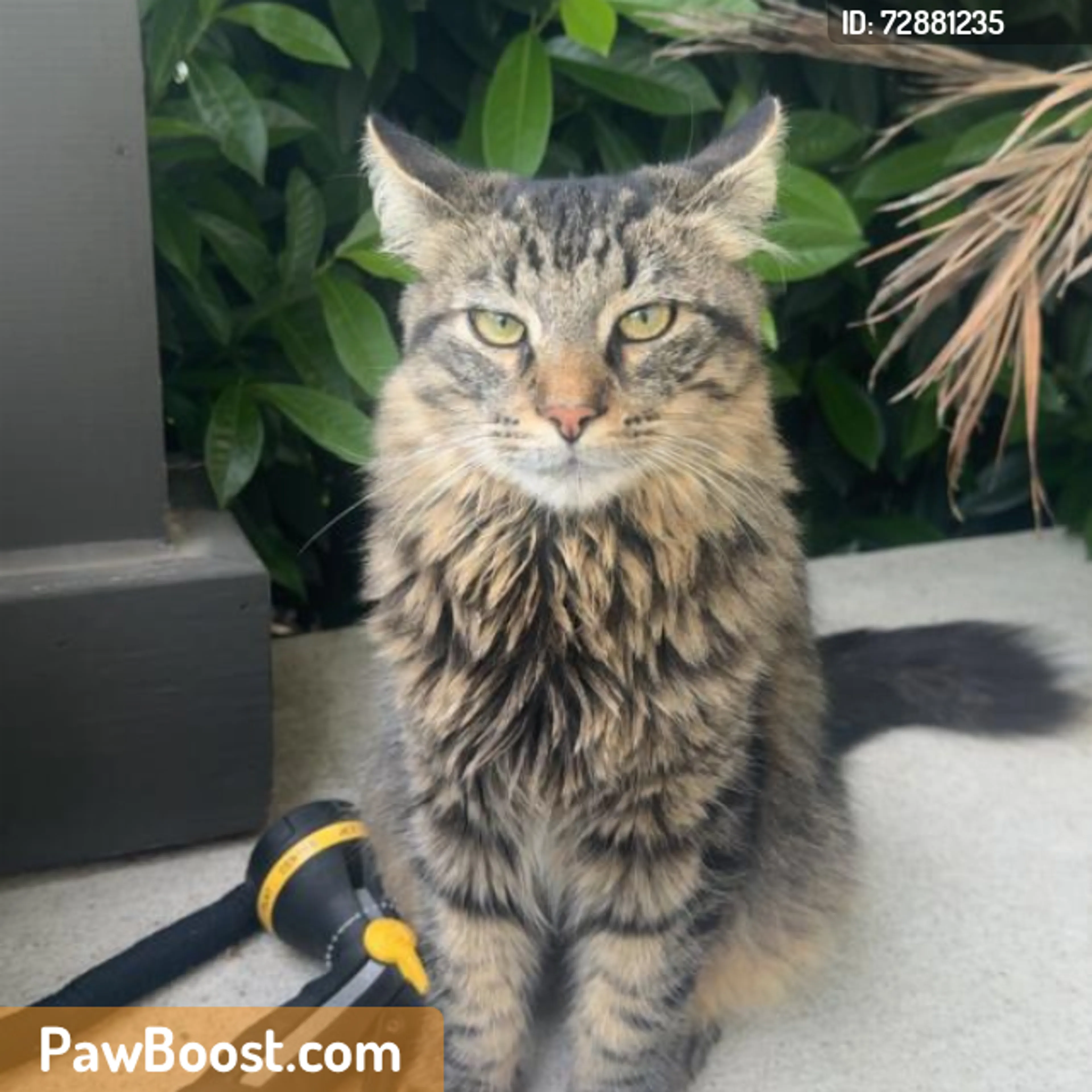 Found pet