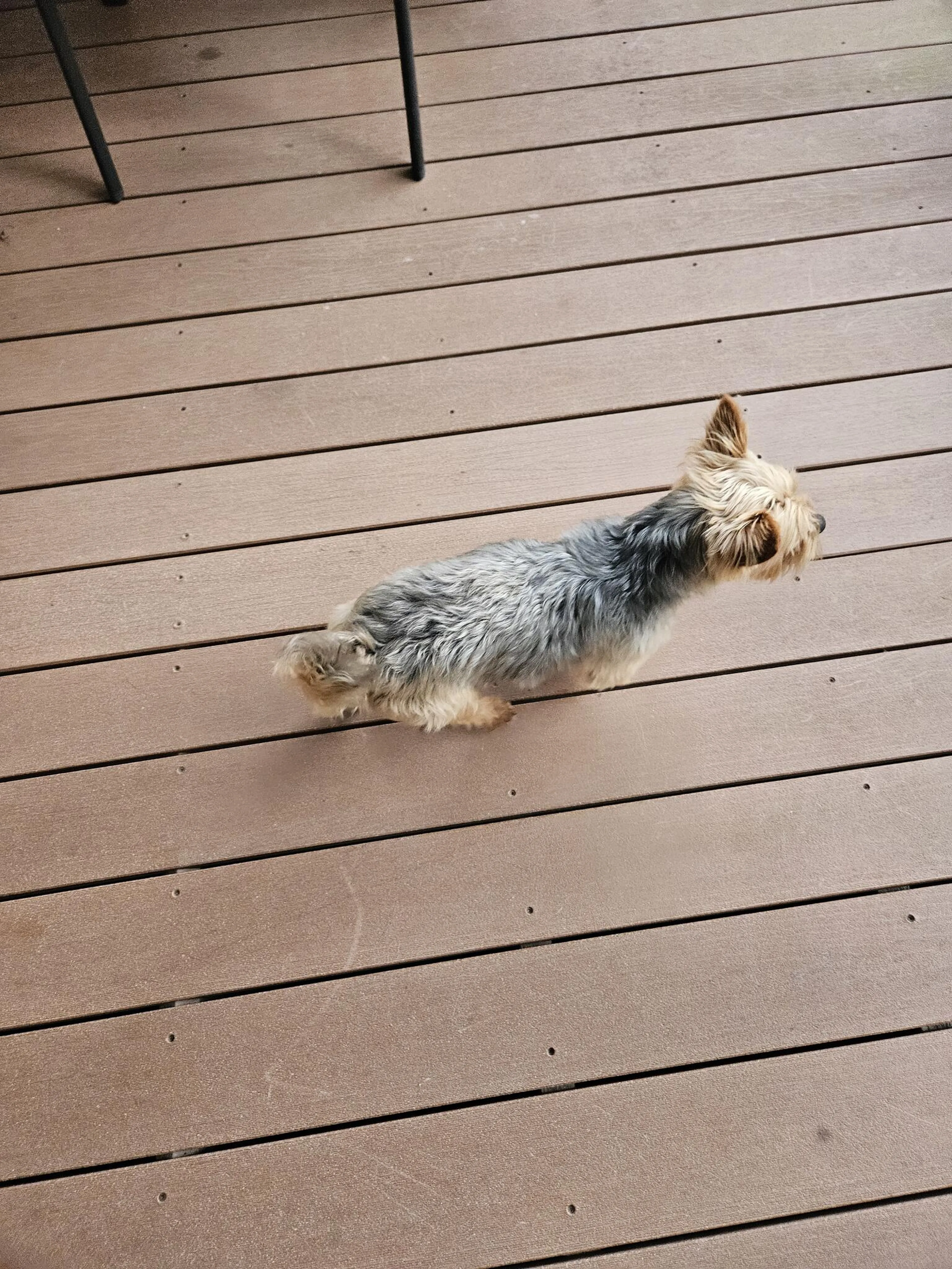 Lost pet