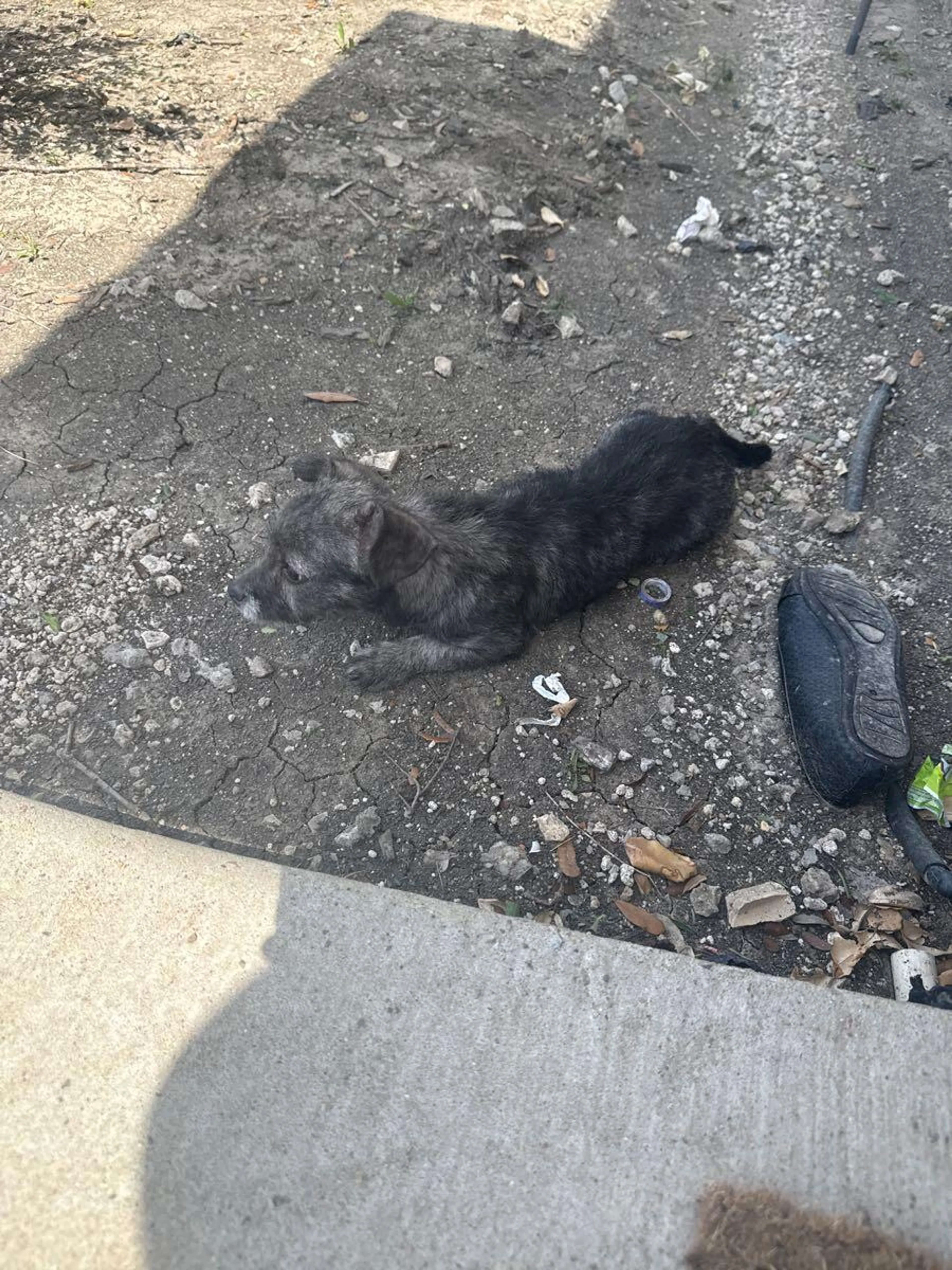 Found pet
