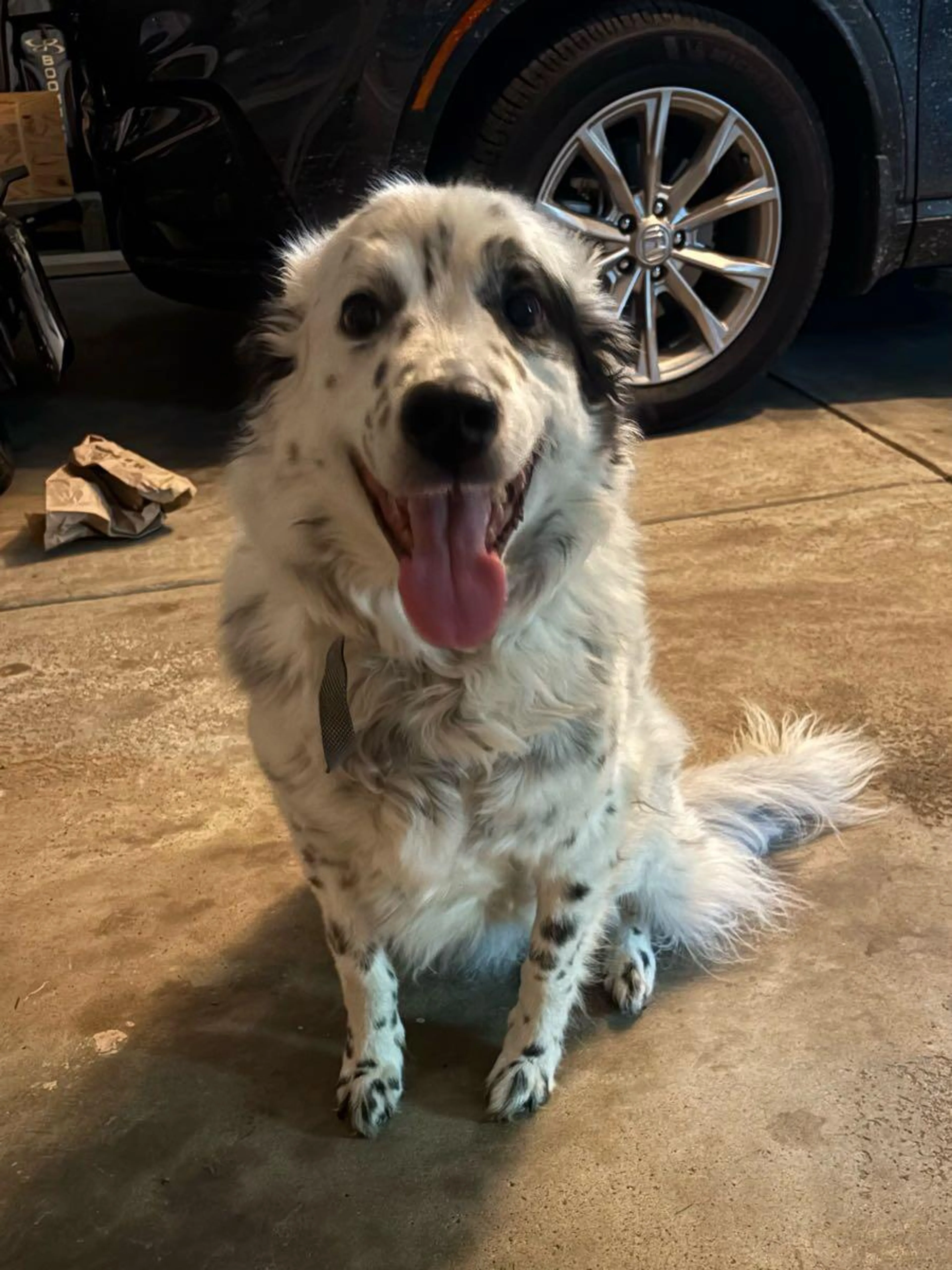 Found pet