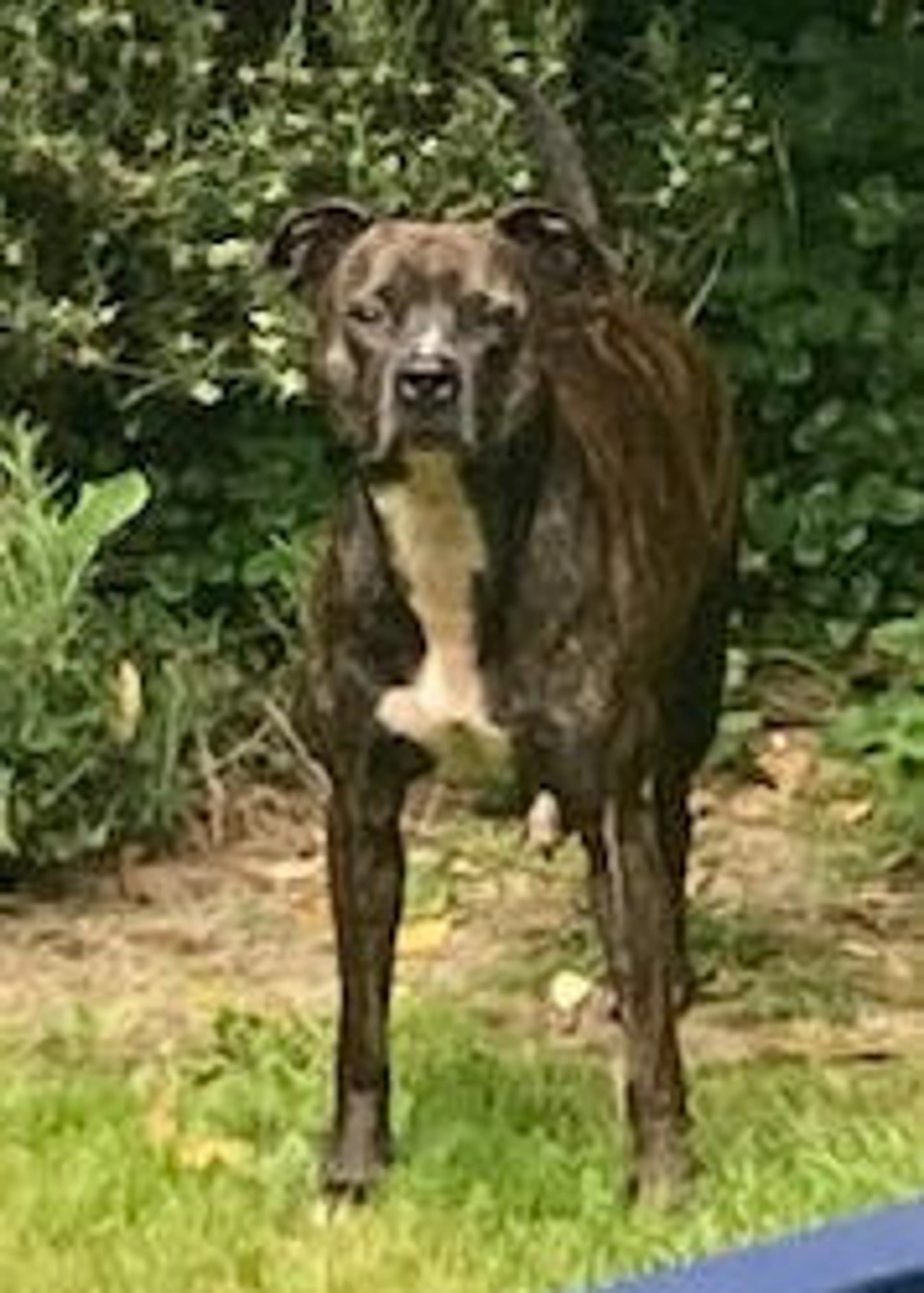 Found pet