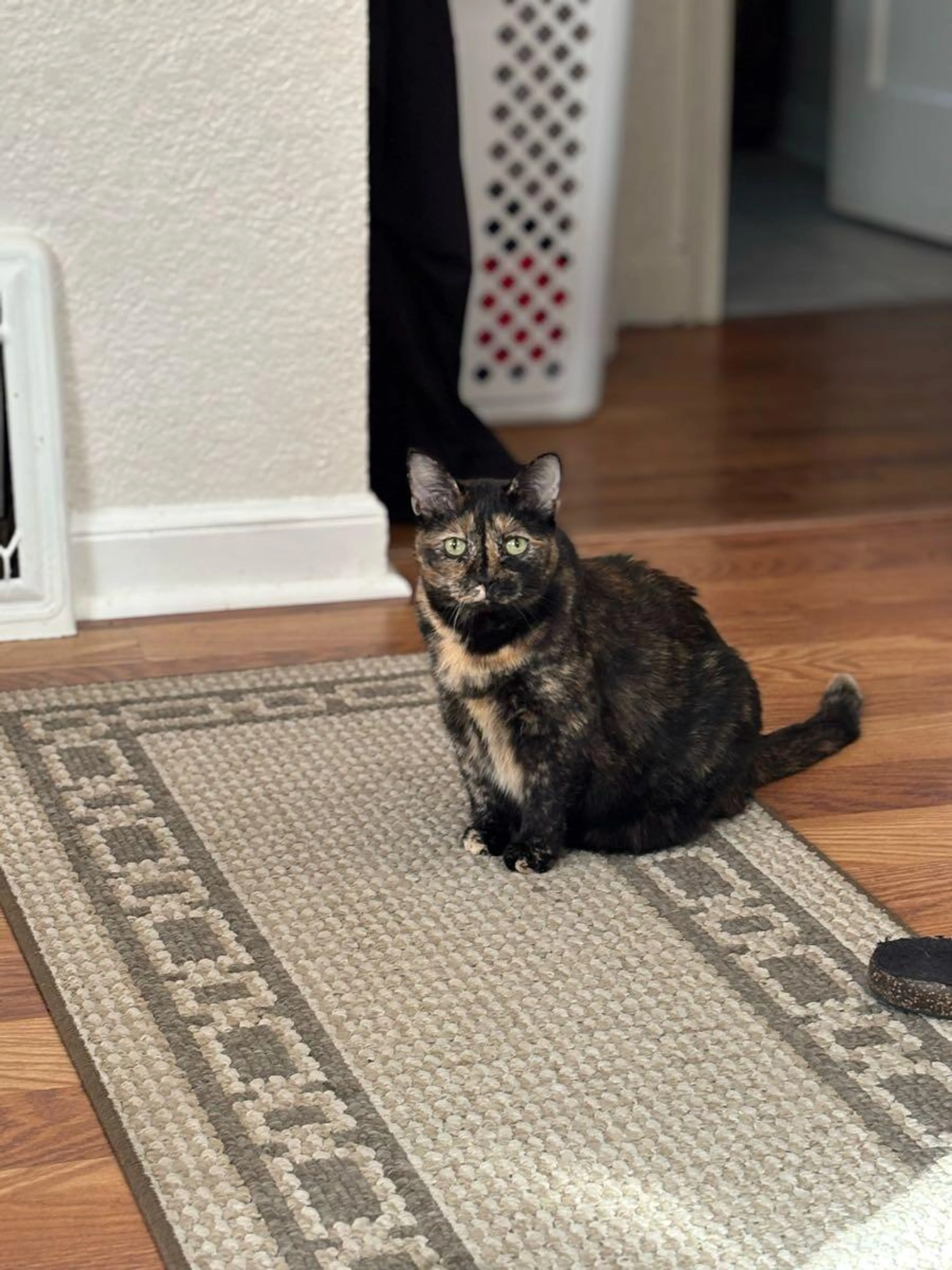 Lost pet