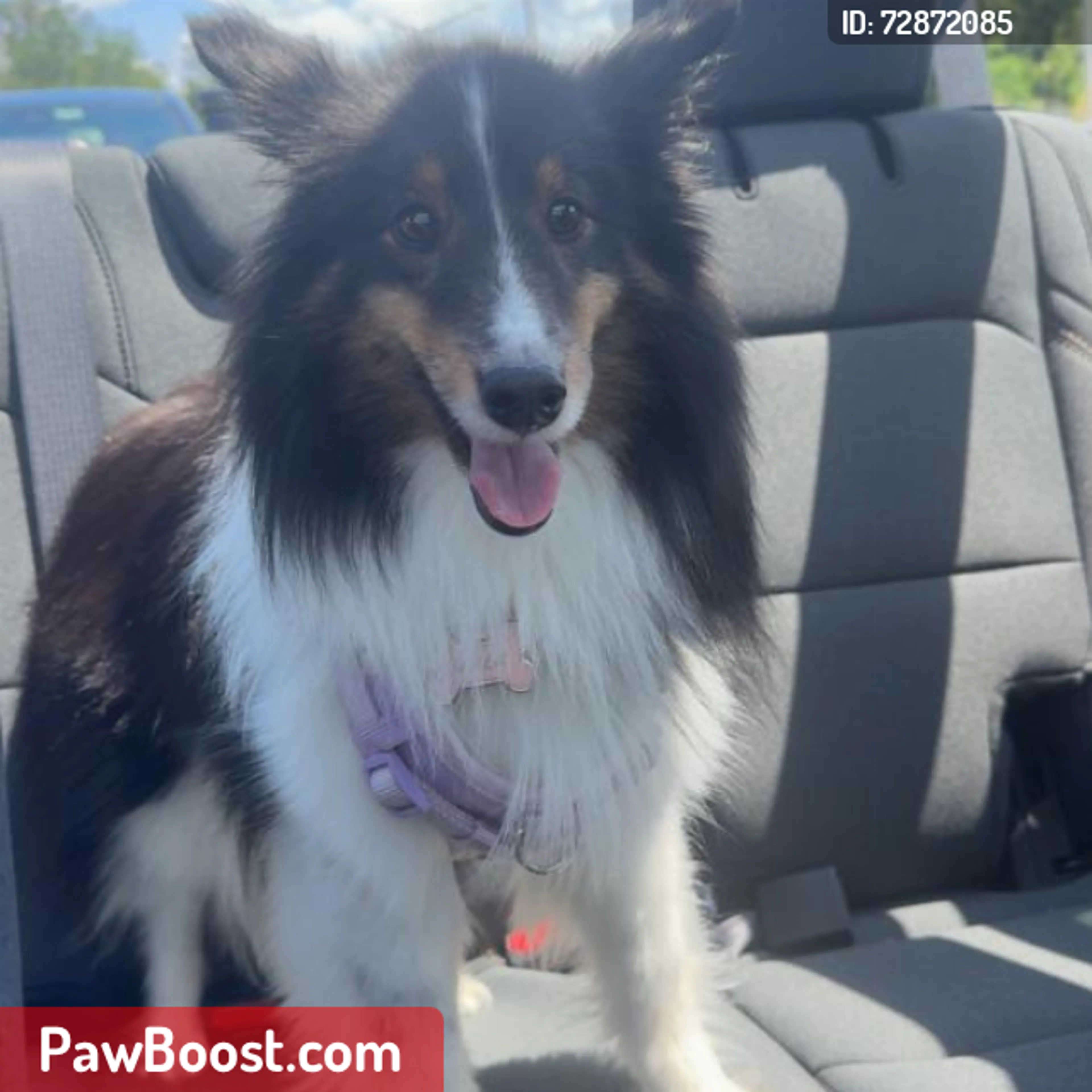 Lost pet