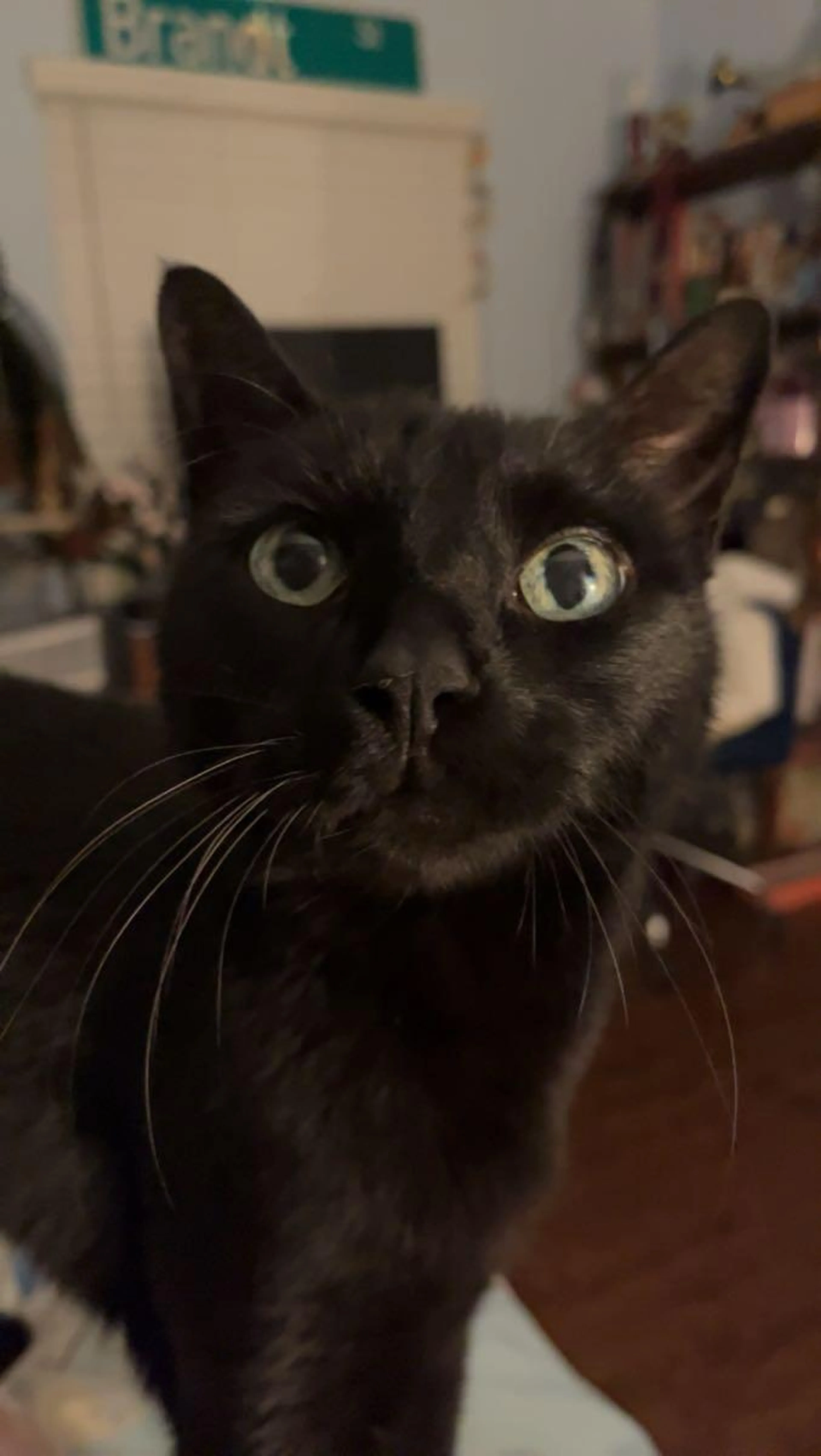 Lost pet