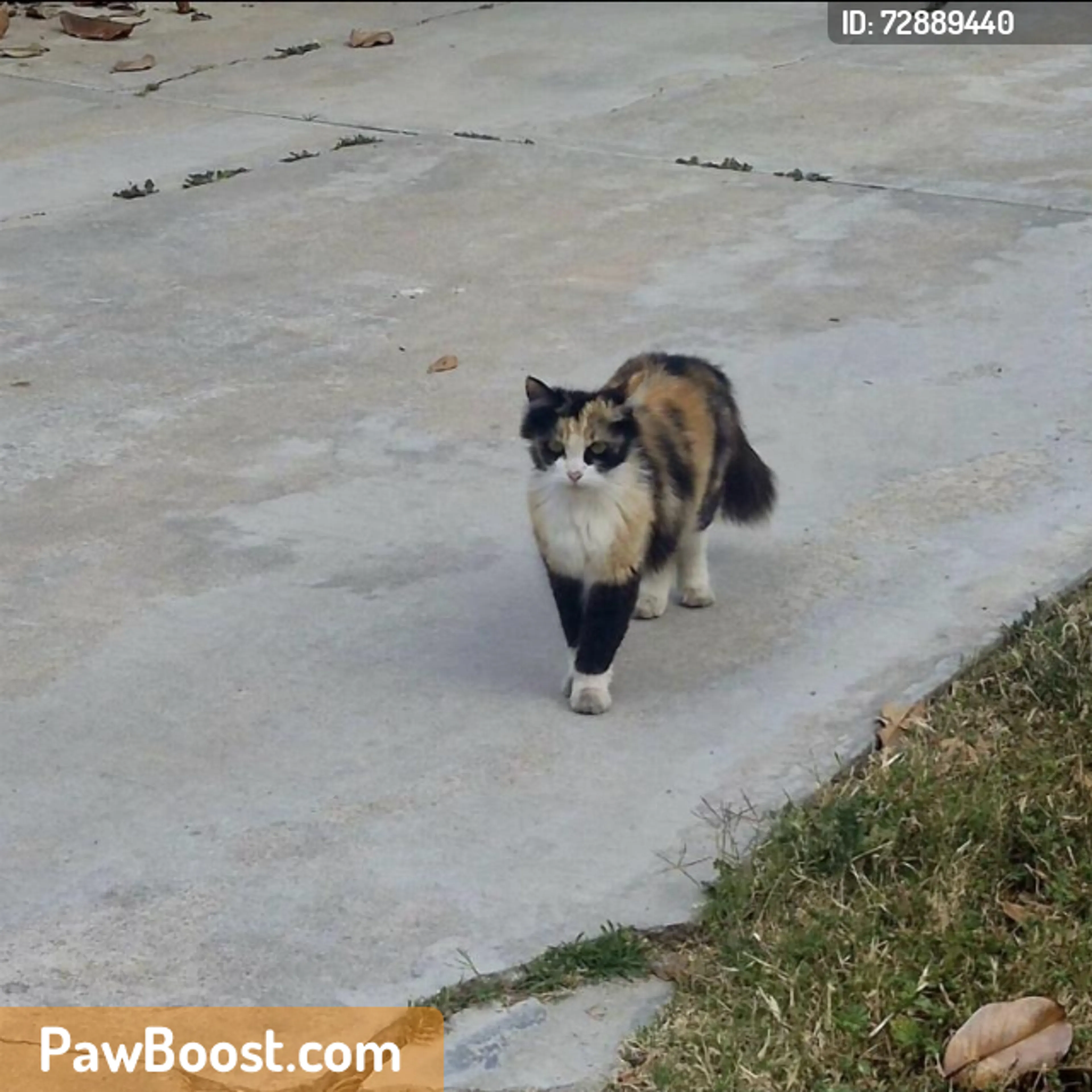 Found pet