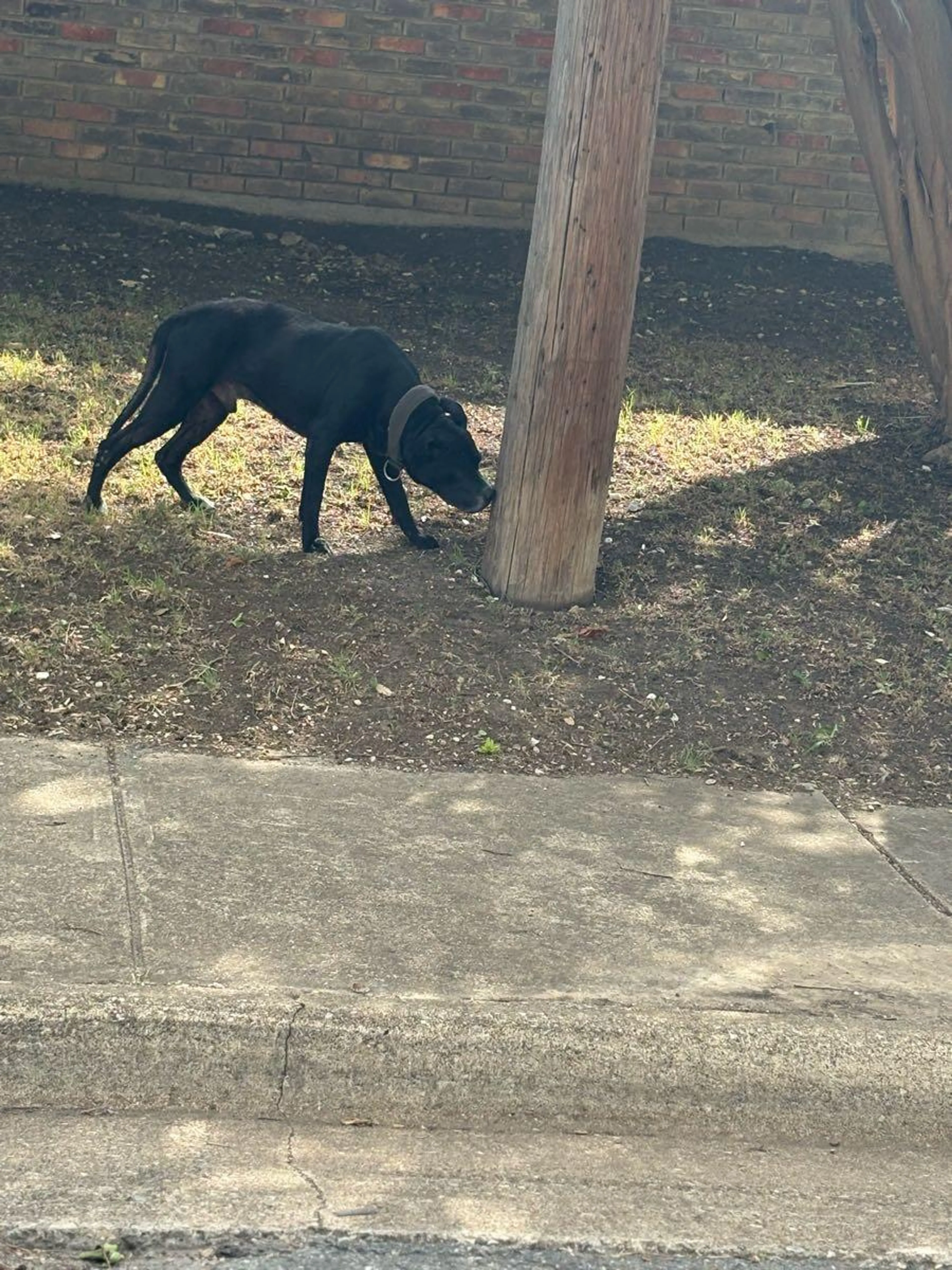 Found pet