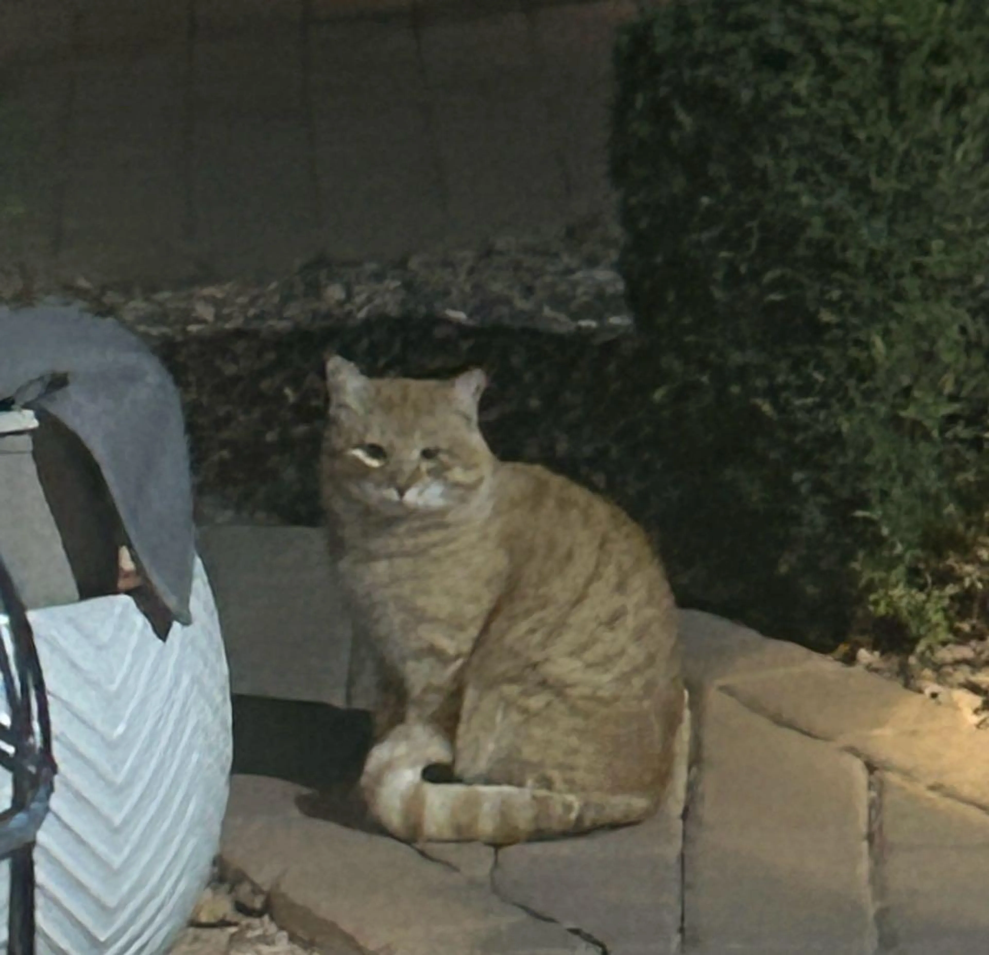 Found pet