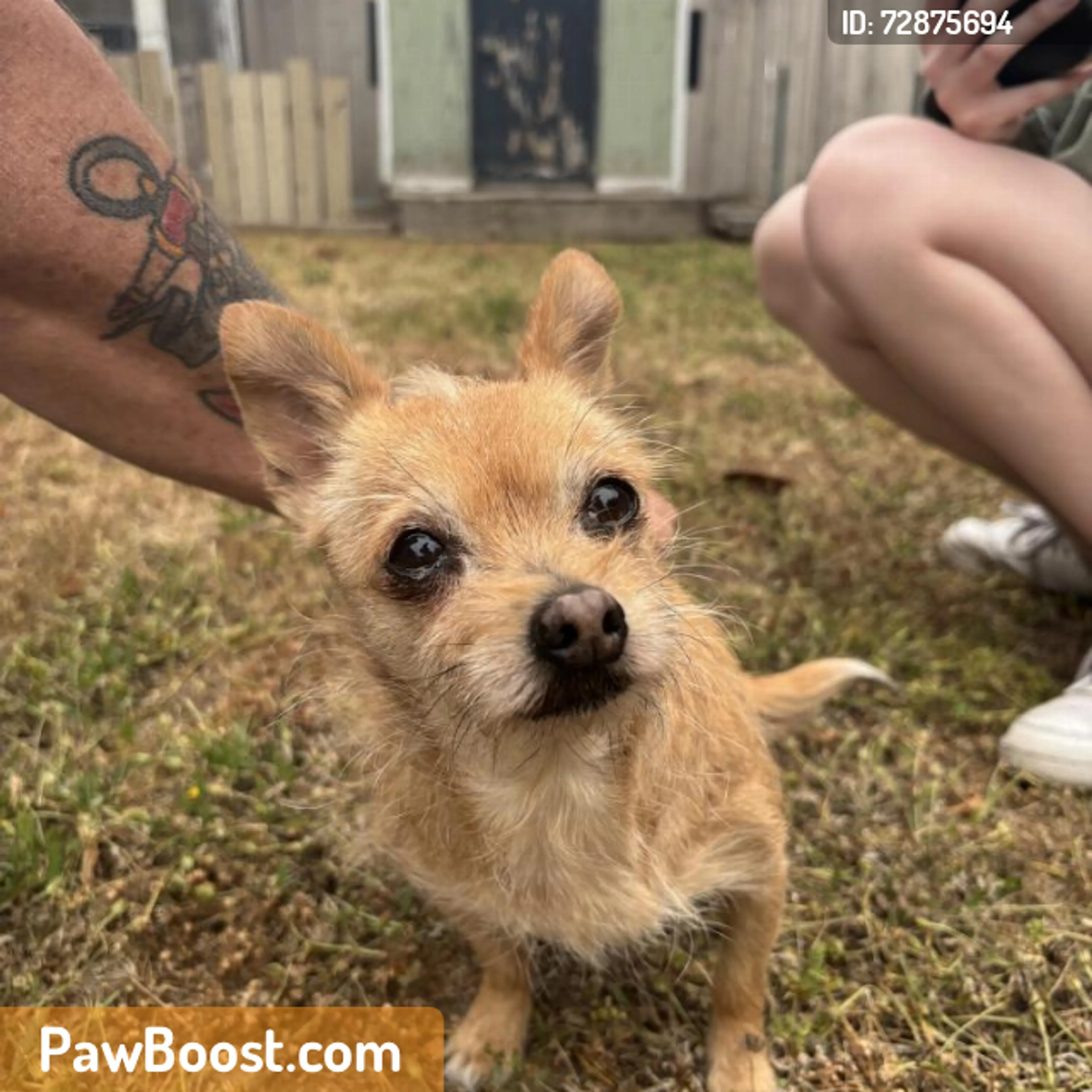 Found pet