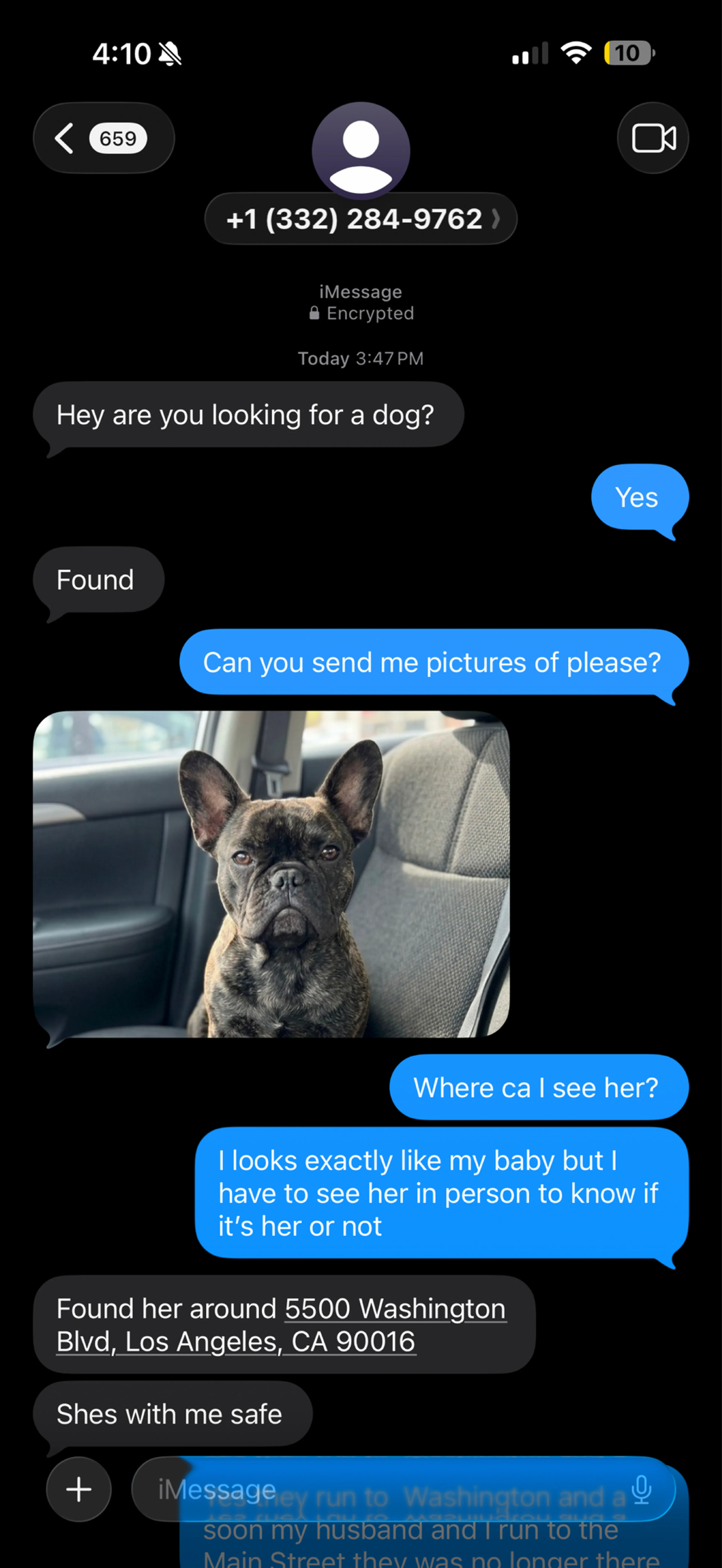 Lost pet