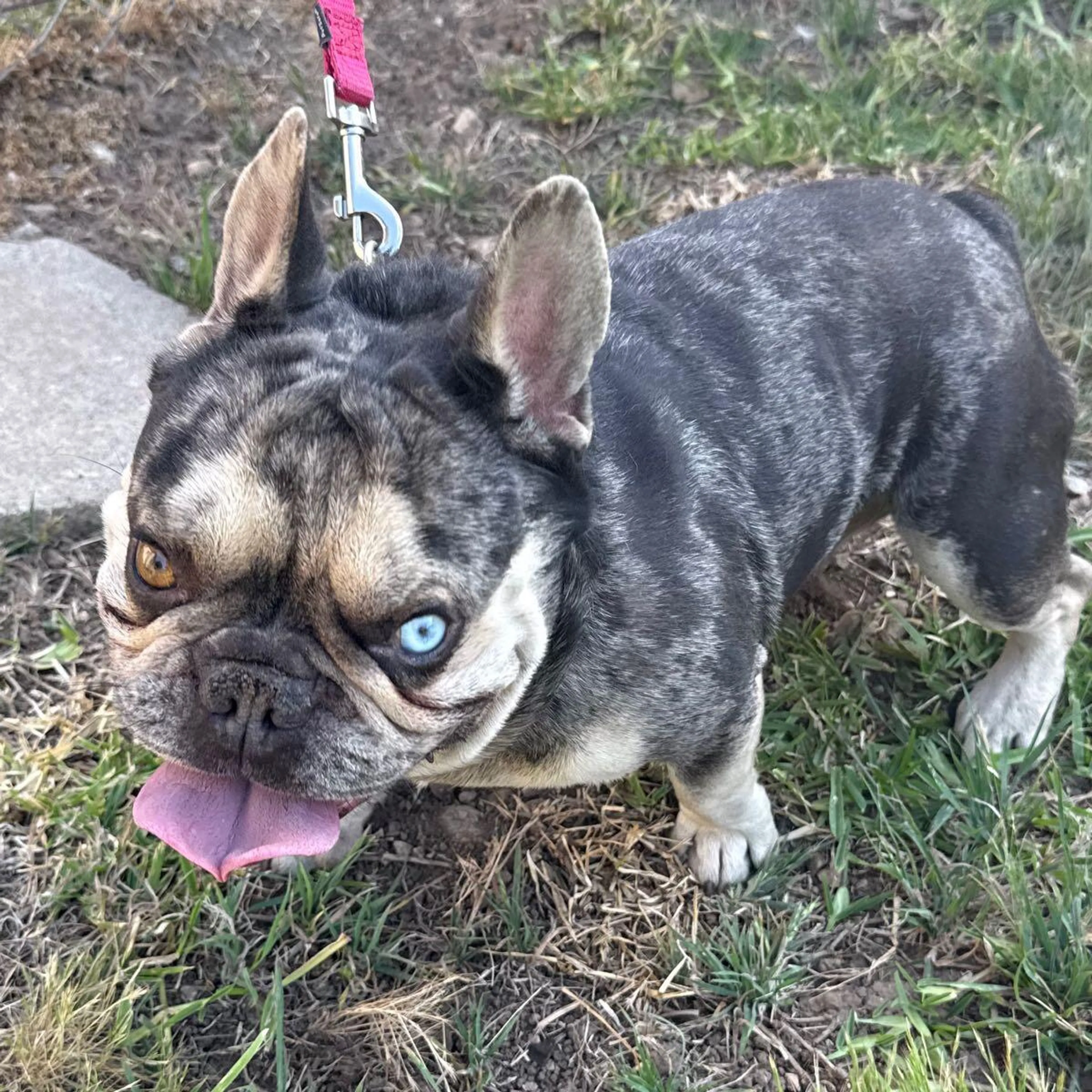 Found pet