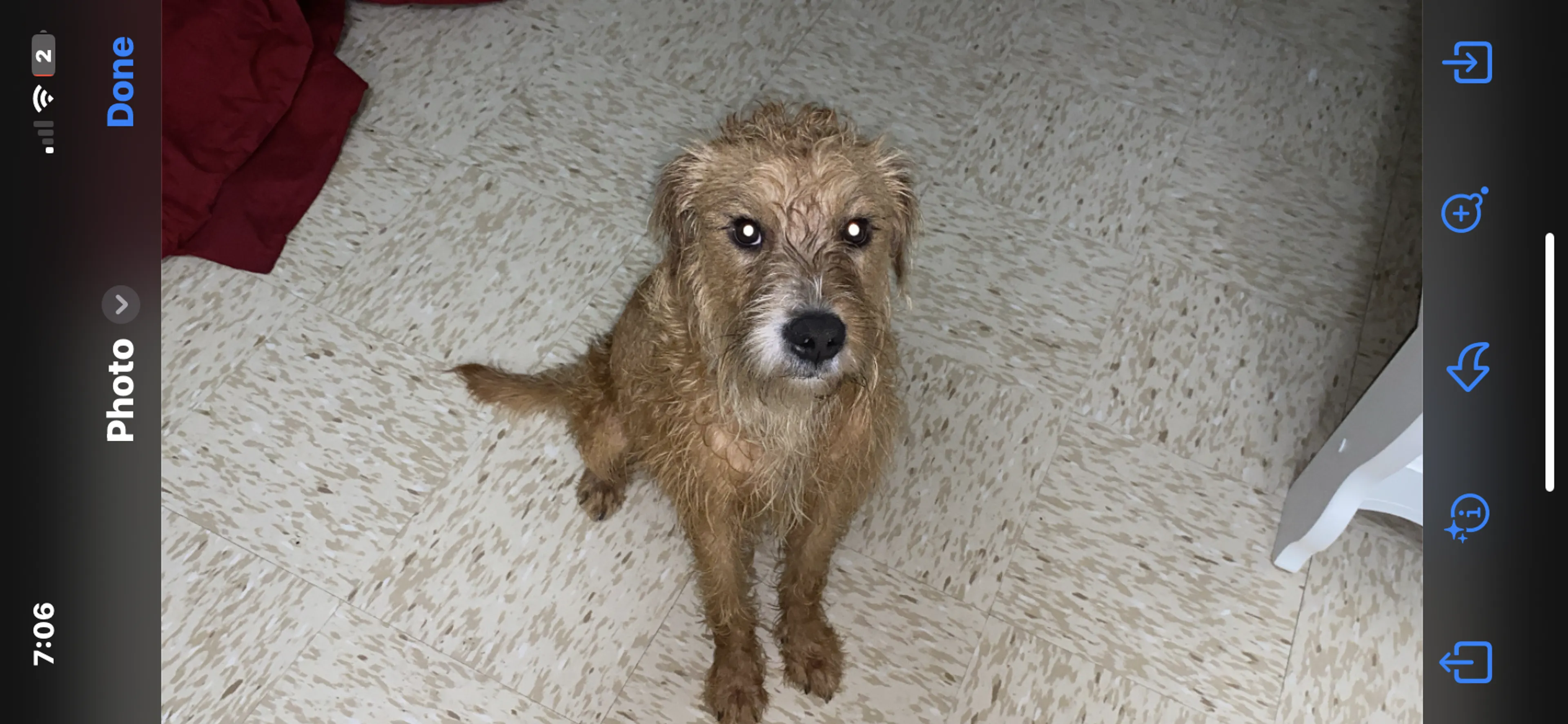 Found pet