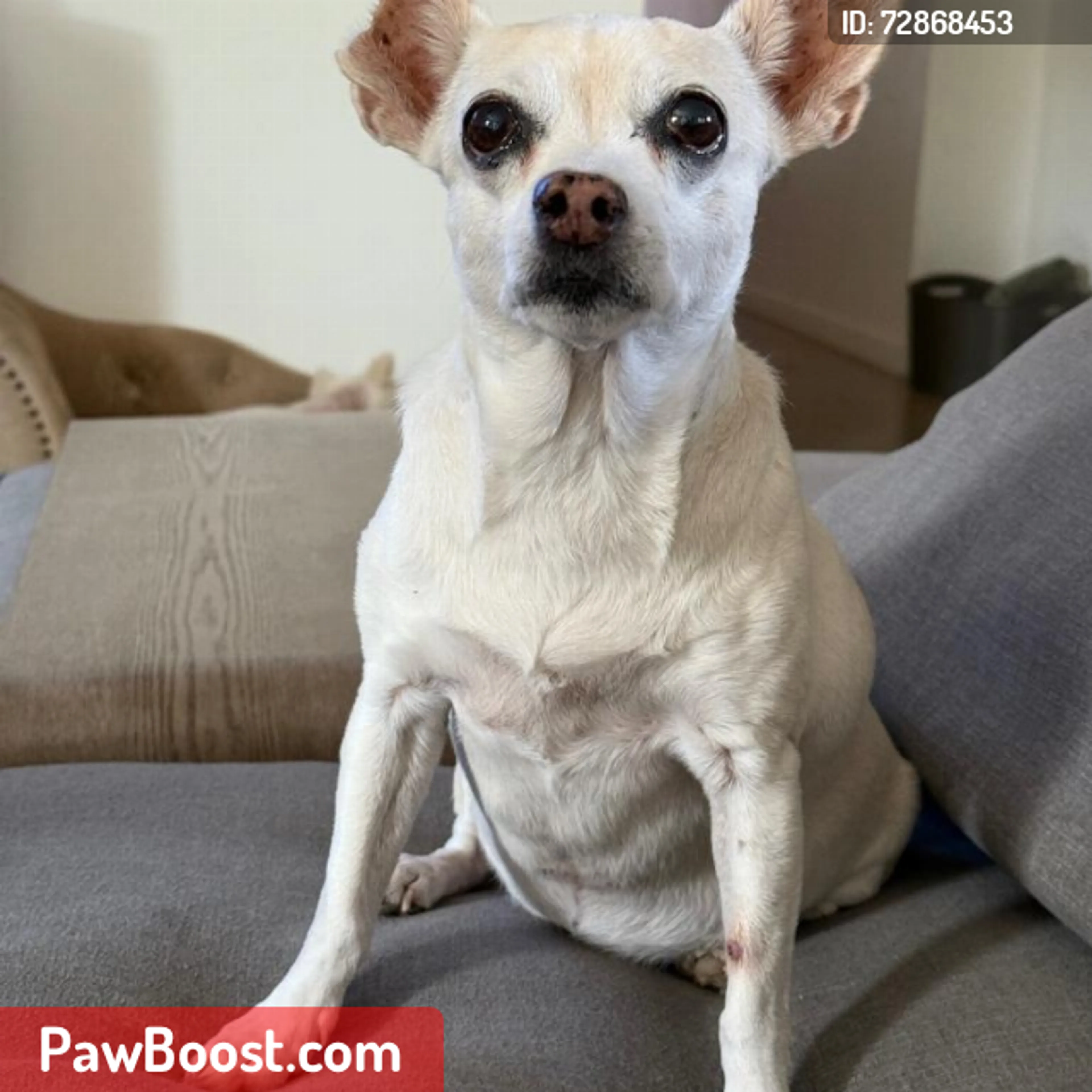 Lost pet