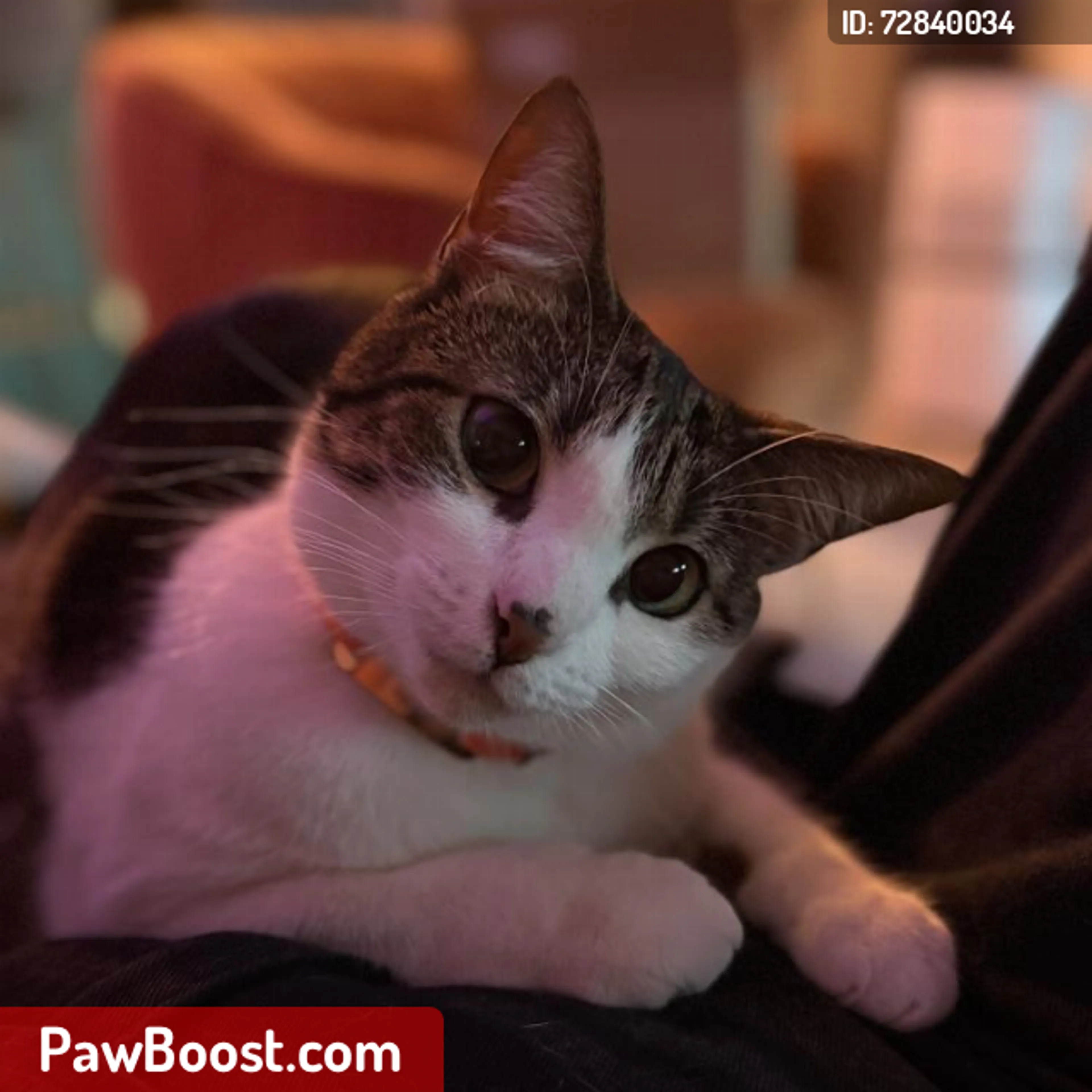 Lost pet