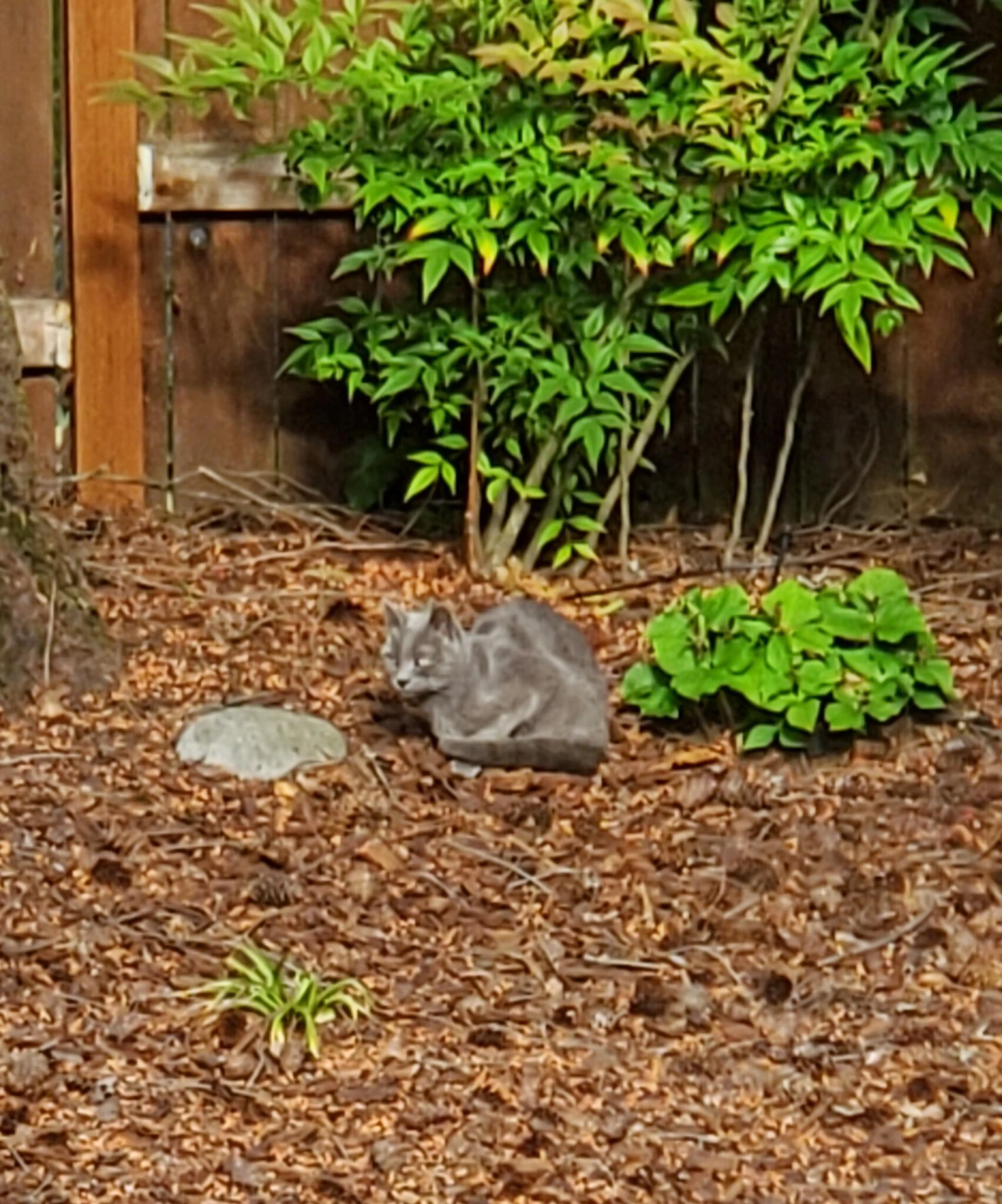 Found pet